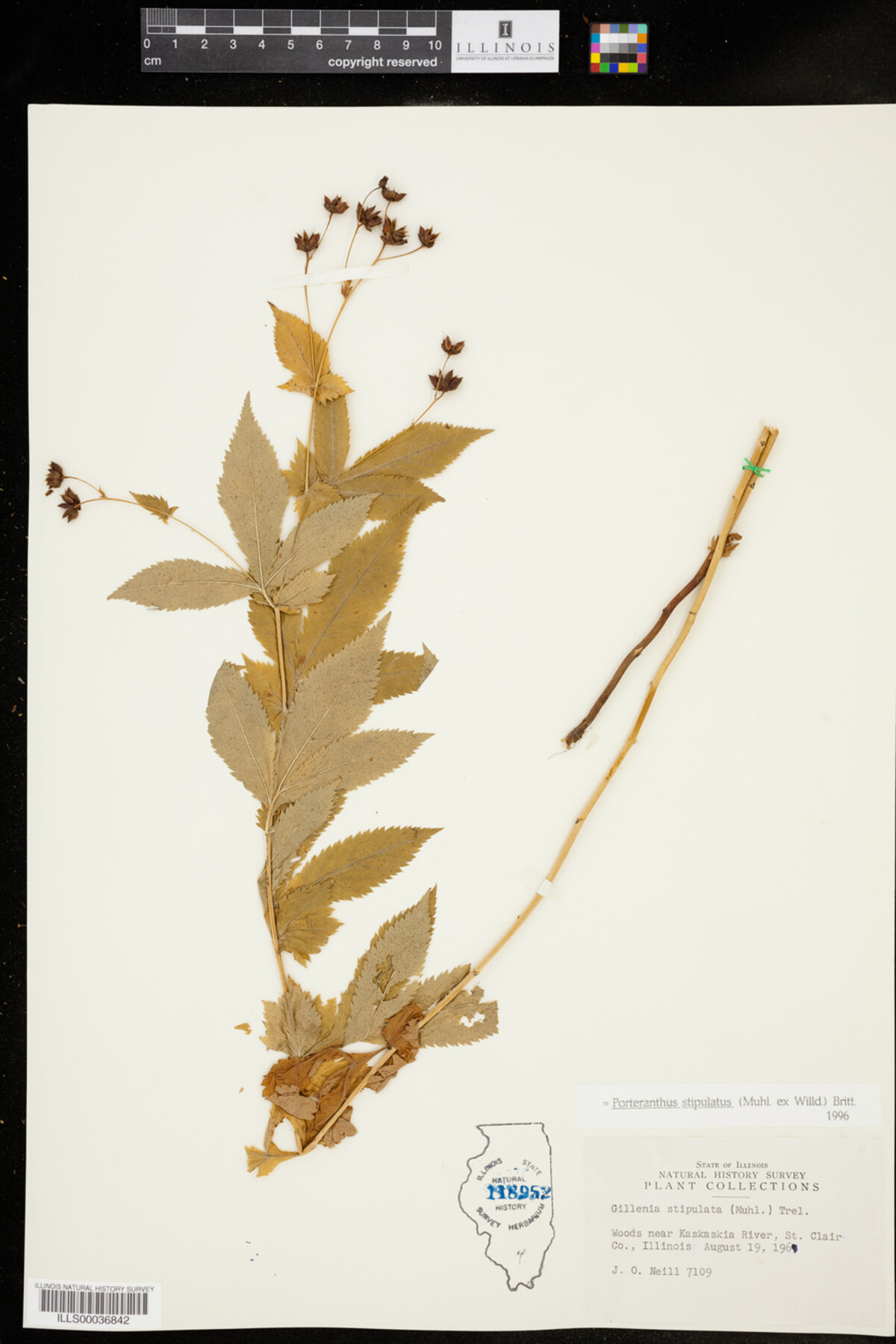 Gillenia stipulata image