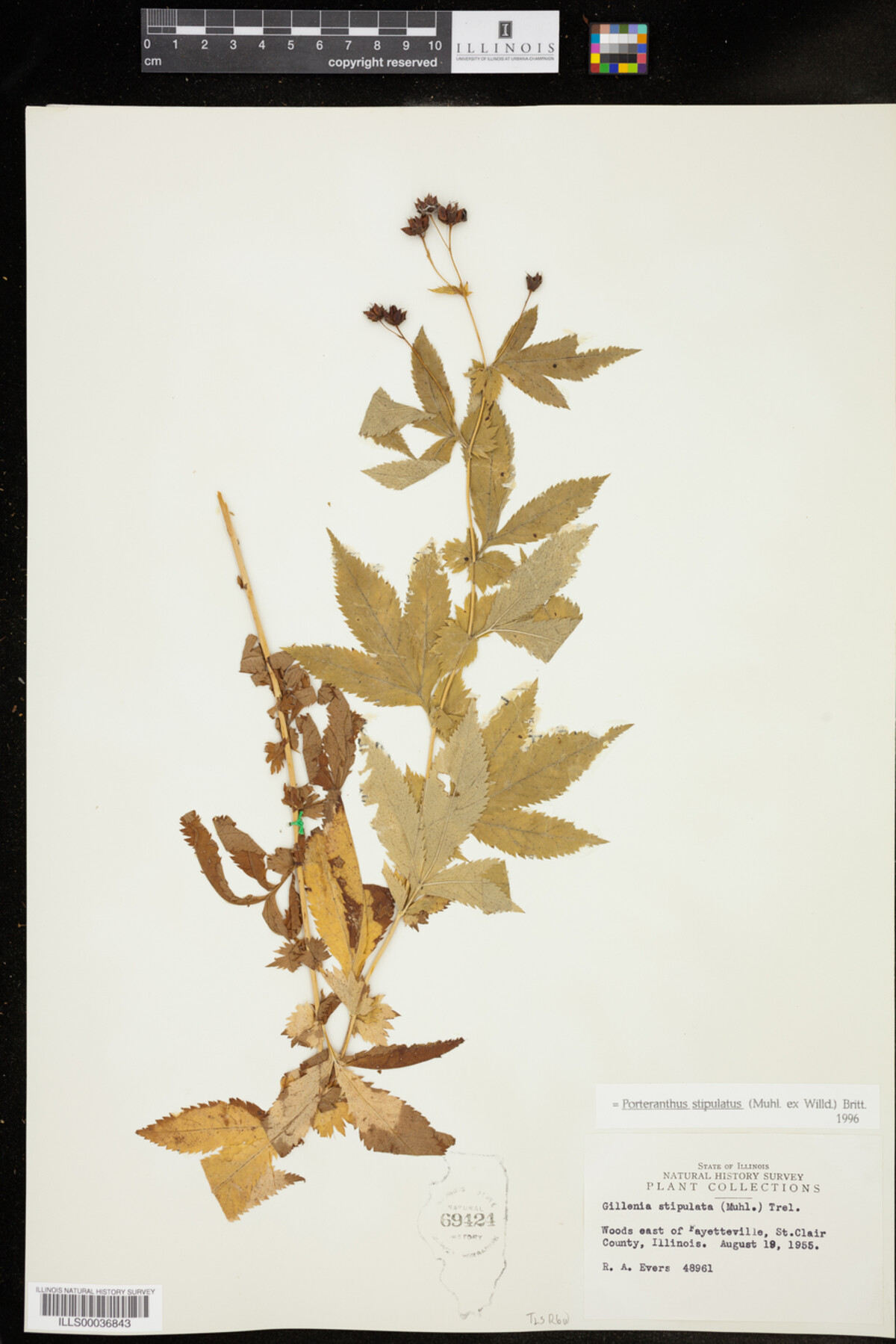 Gillenia stipulata image
