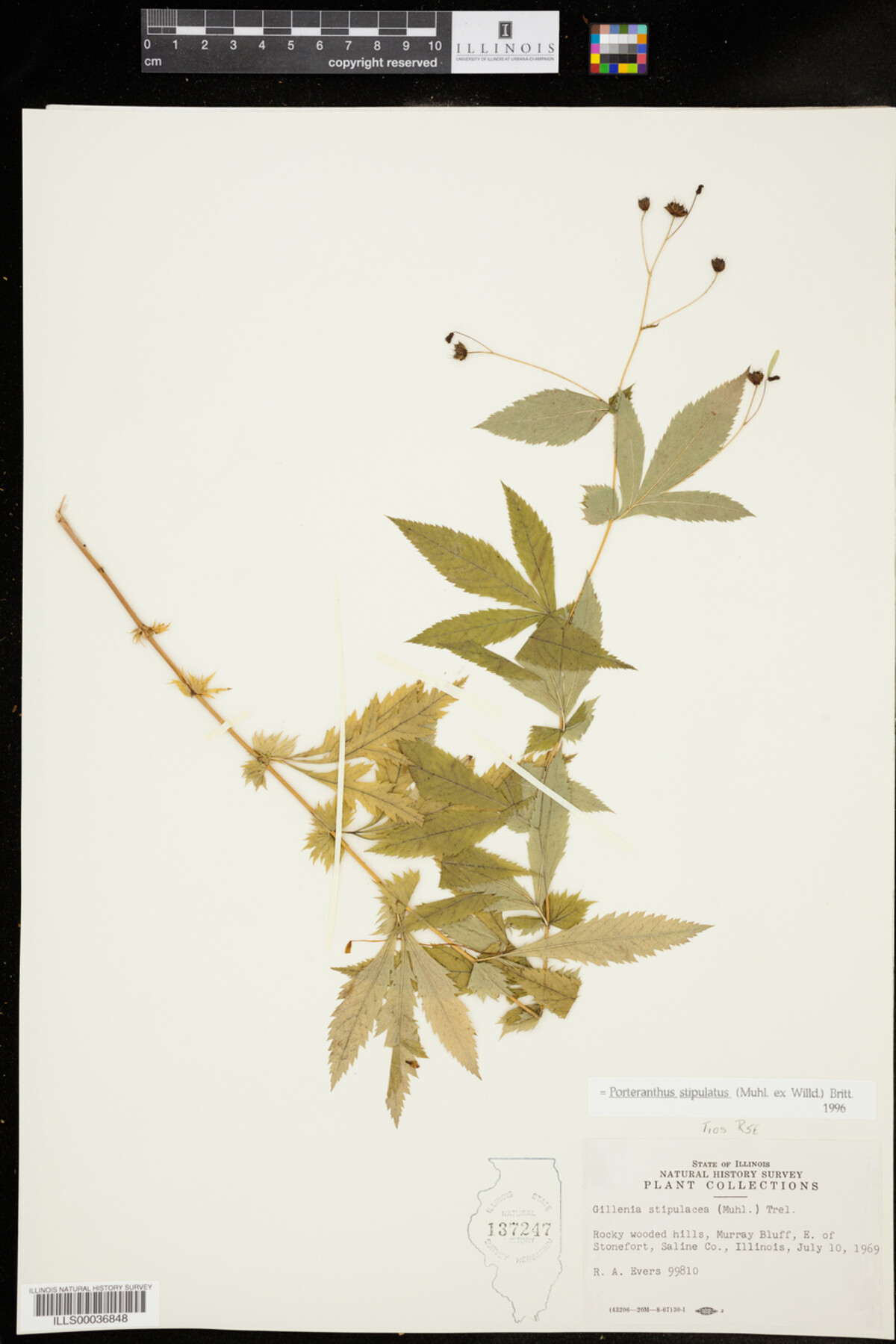 Gillenia stipulata image