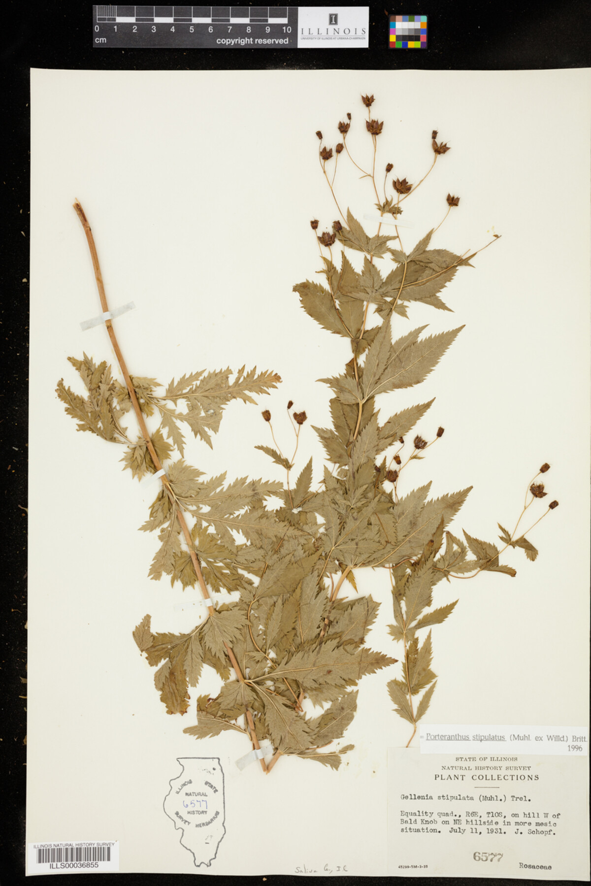 Gillenia image