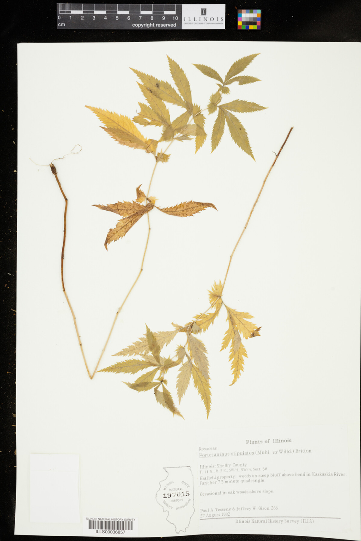 Gillenia stipulata image