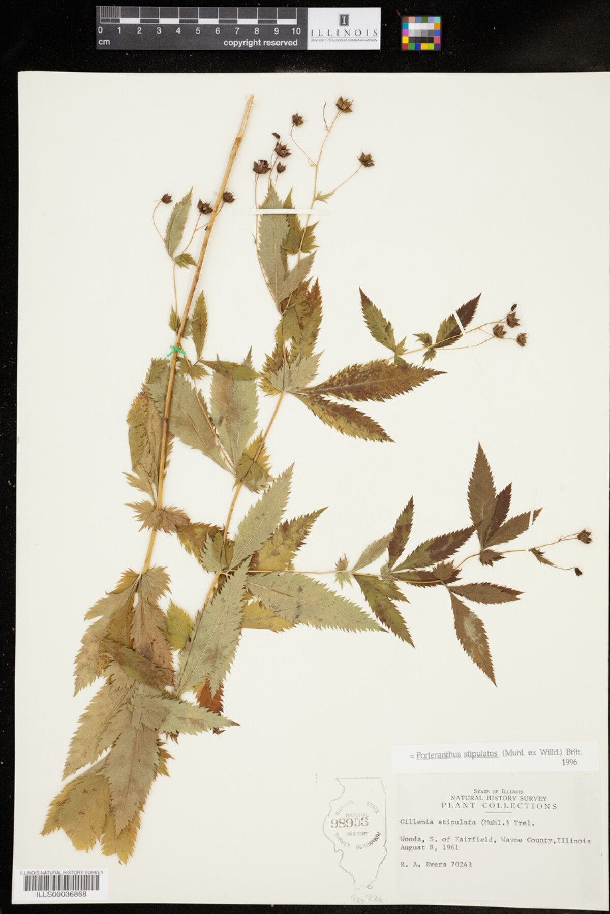 Gillenia stipulata image