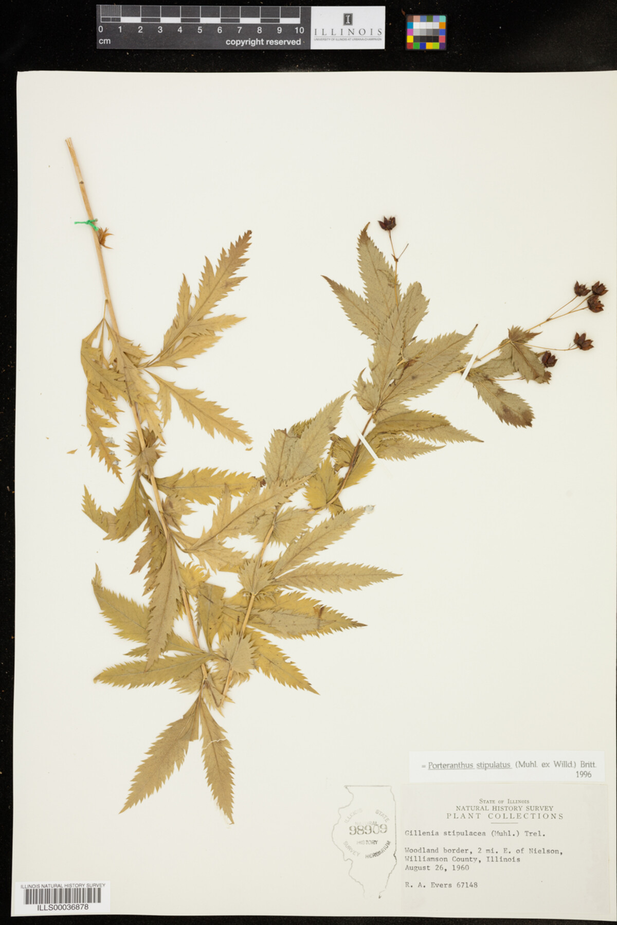 Gillenia stipulata image