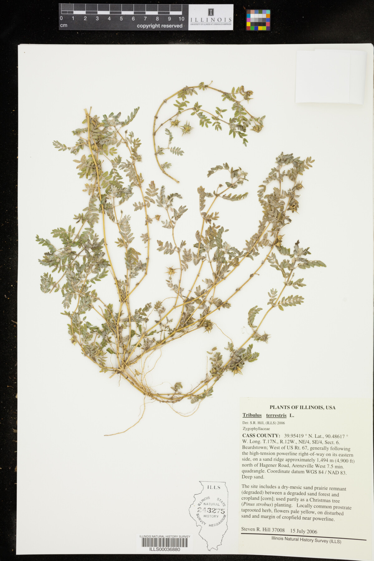 Tribulus terrestris image