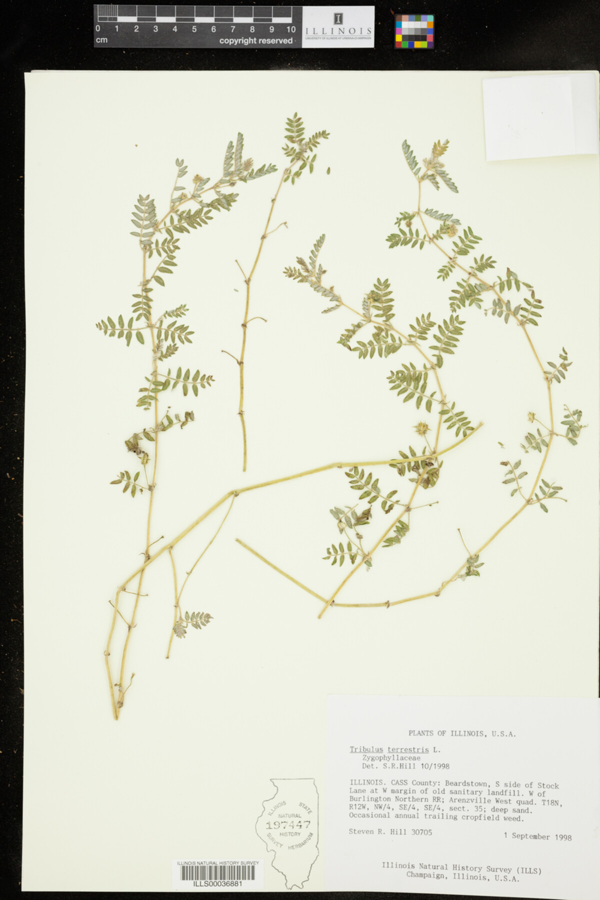 Zygophyllaceae image