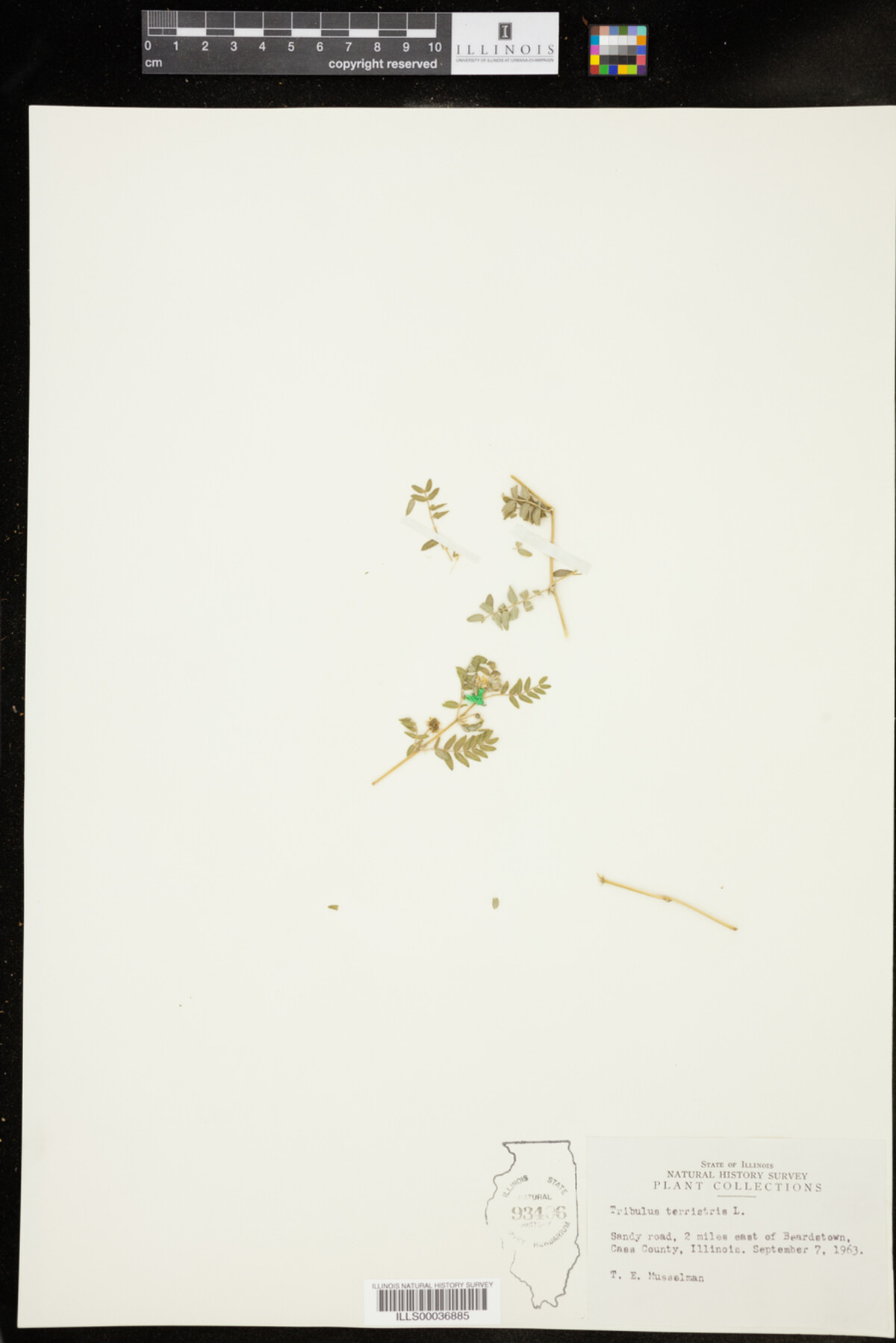 Zygophyllaceae image