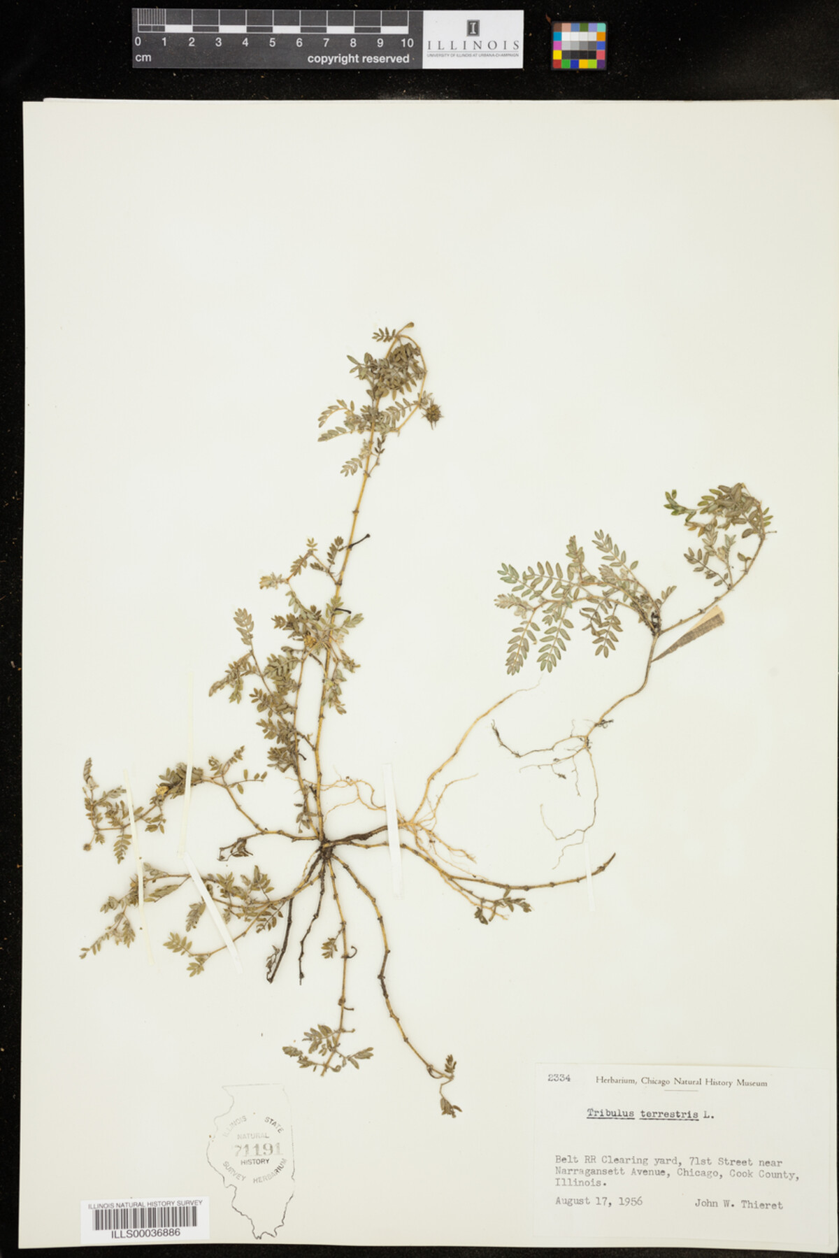 Zygophyllaceae image