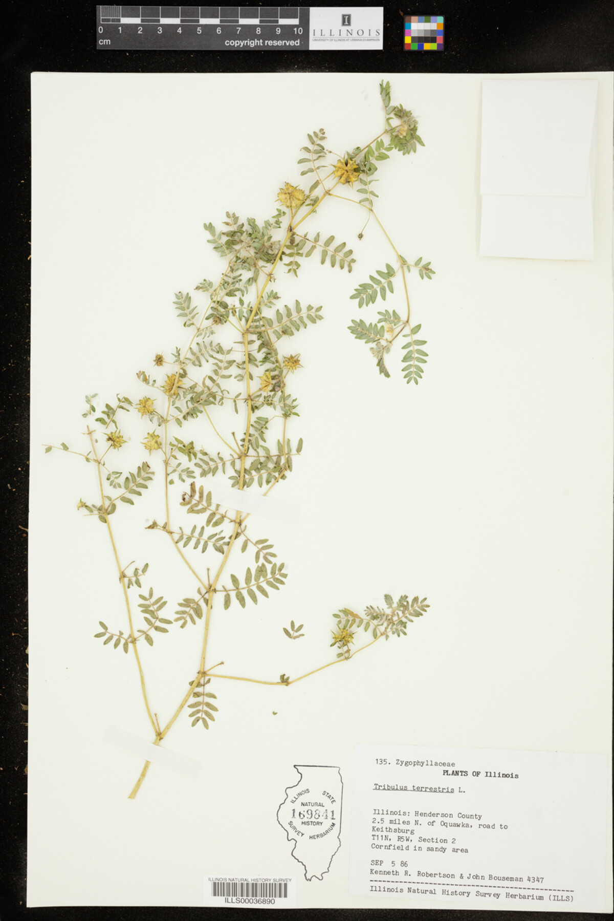 Tribulus terrestris image