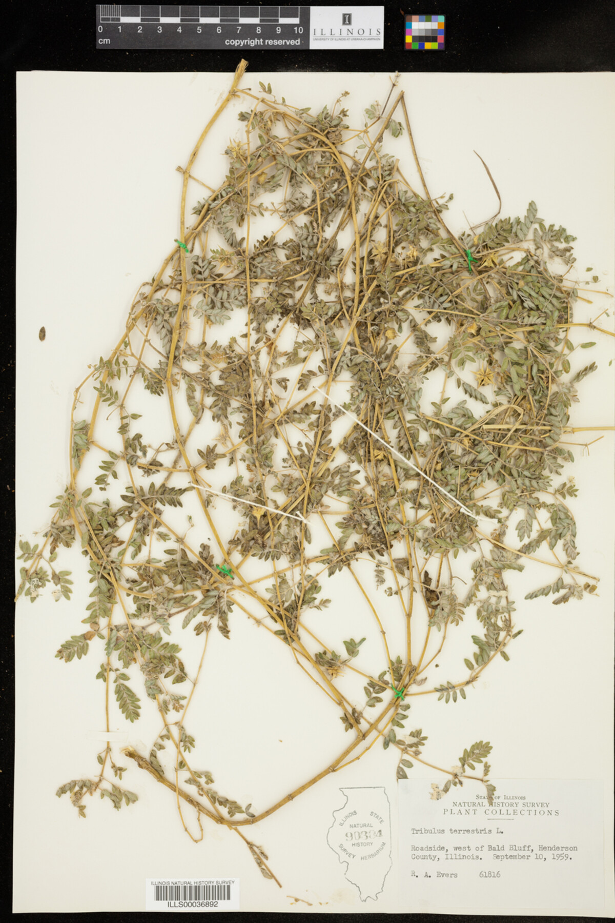 Zygophyllaceae image