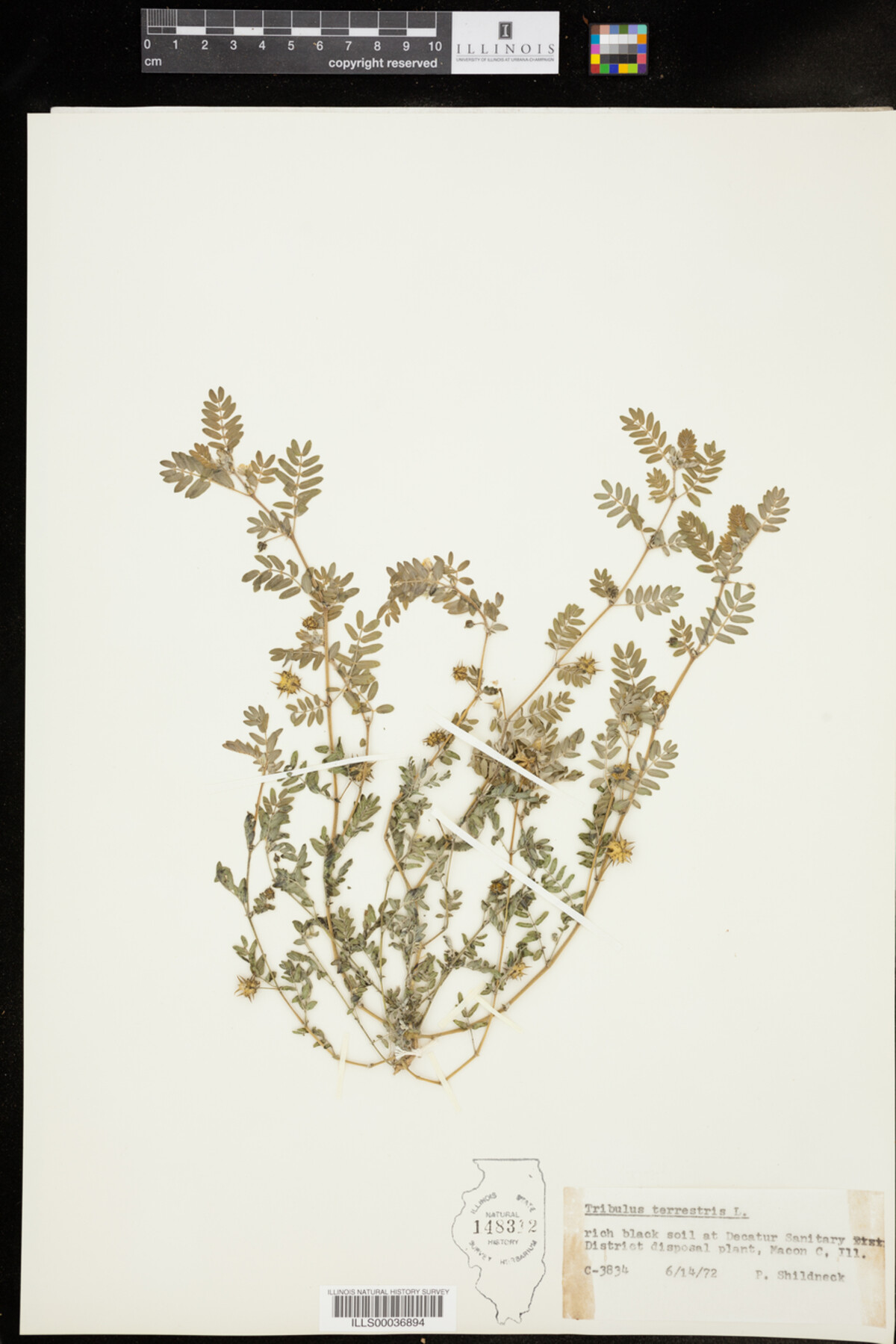 Tribulus terrestris image