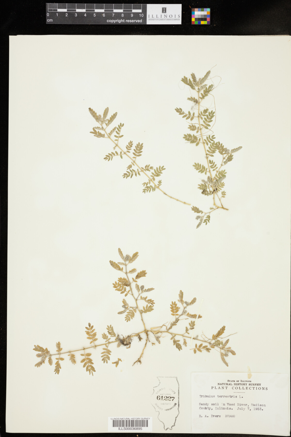 Zygophyllaceae image