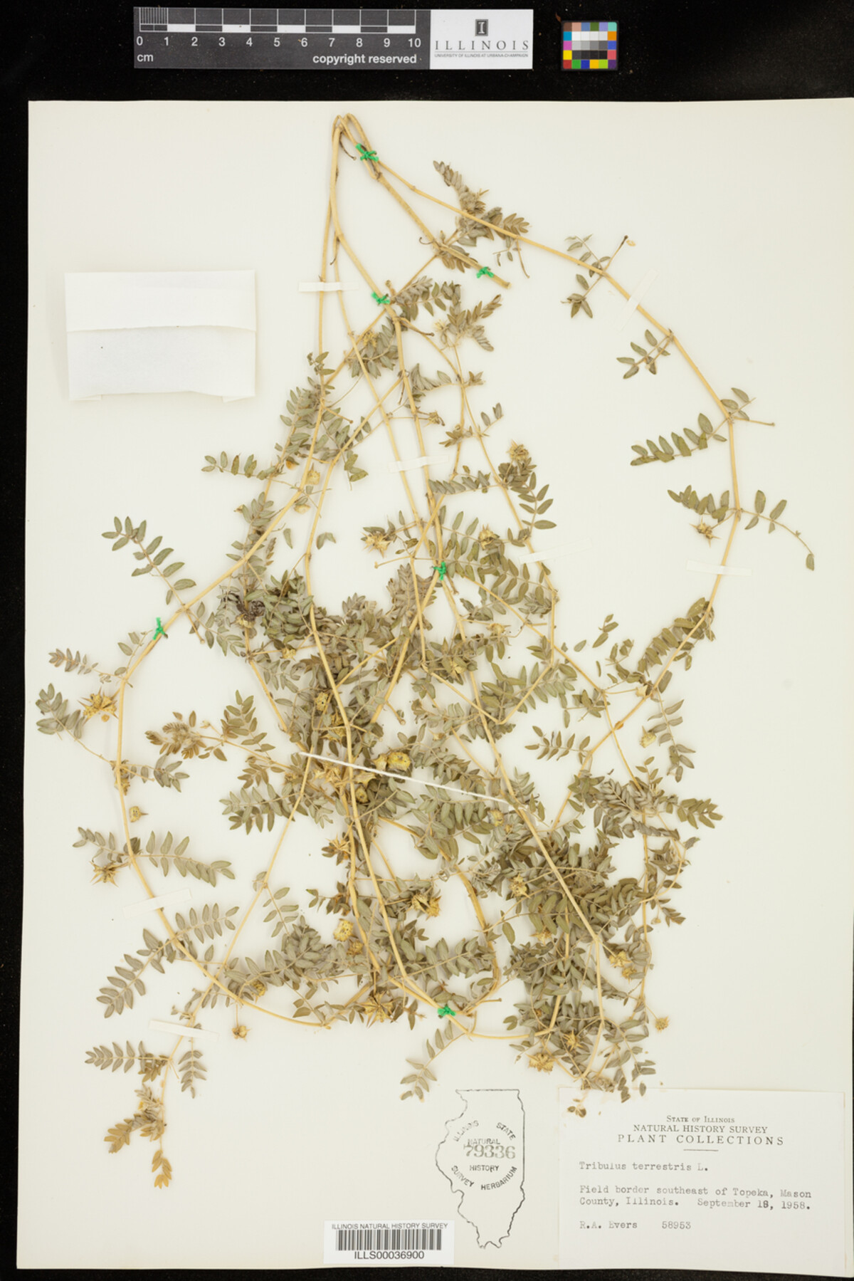 Zygophyllaceae image