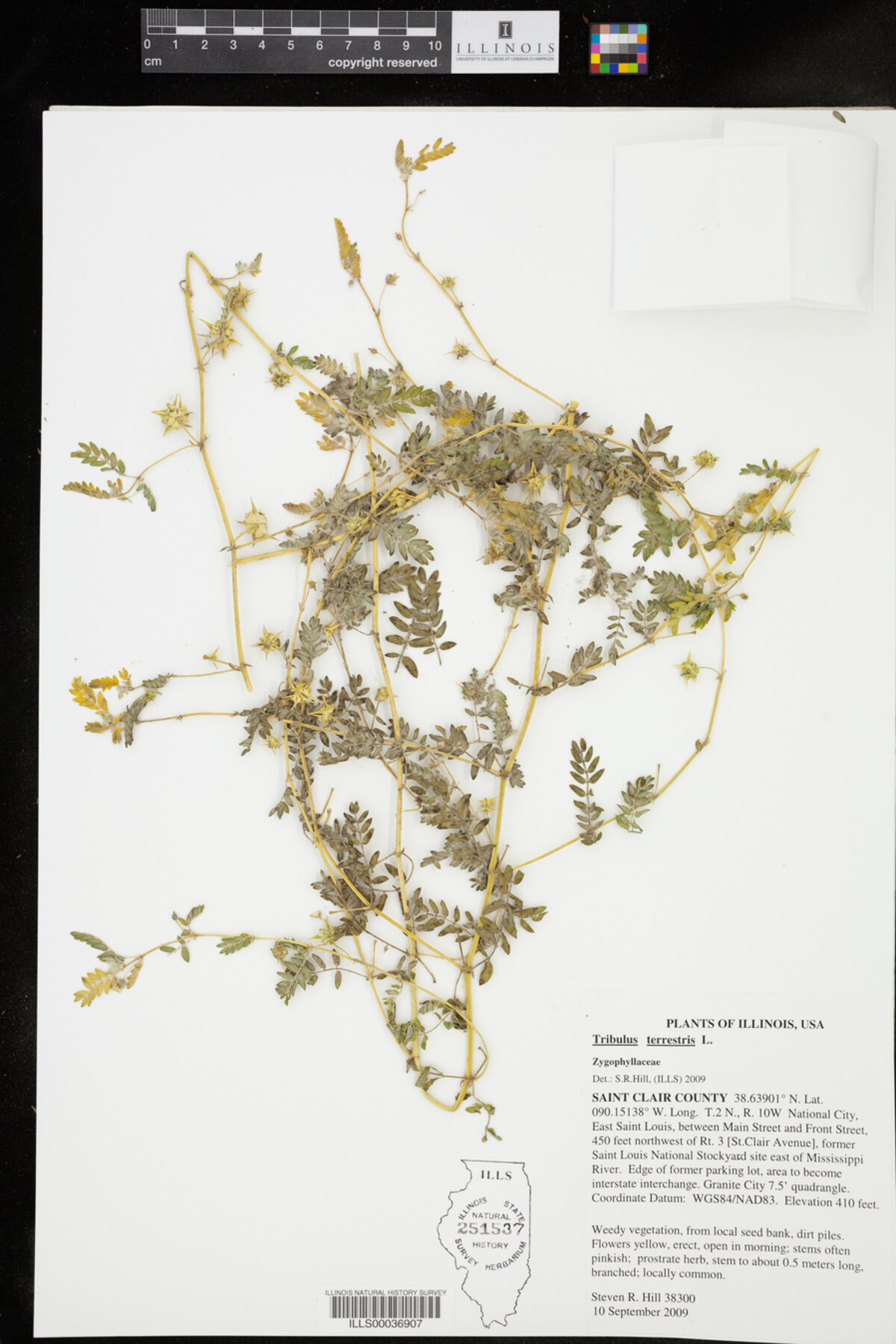 Zygophyllaceae image