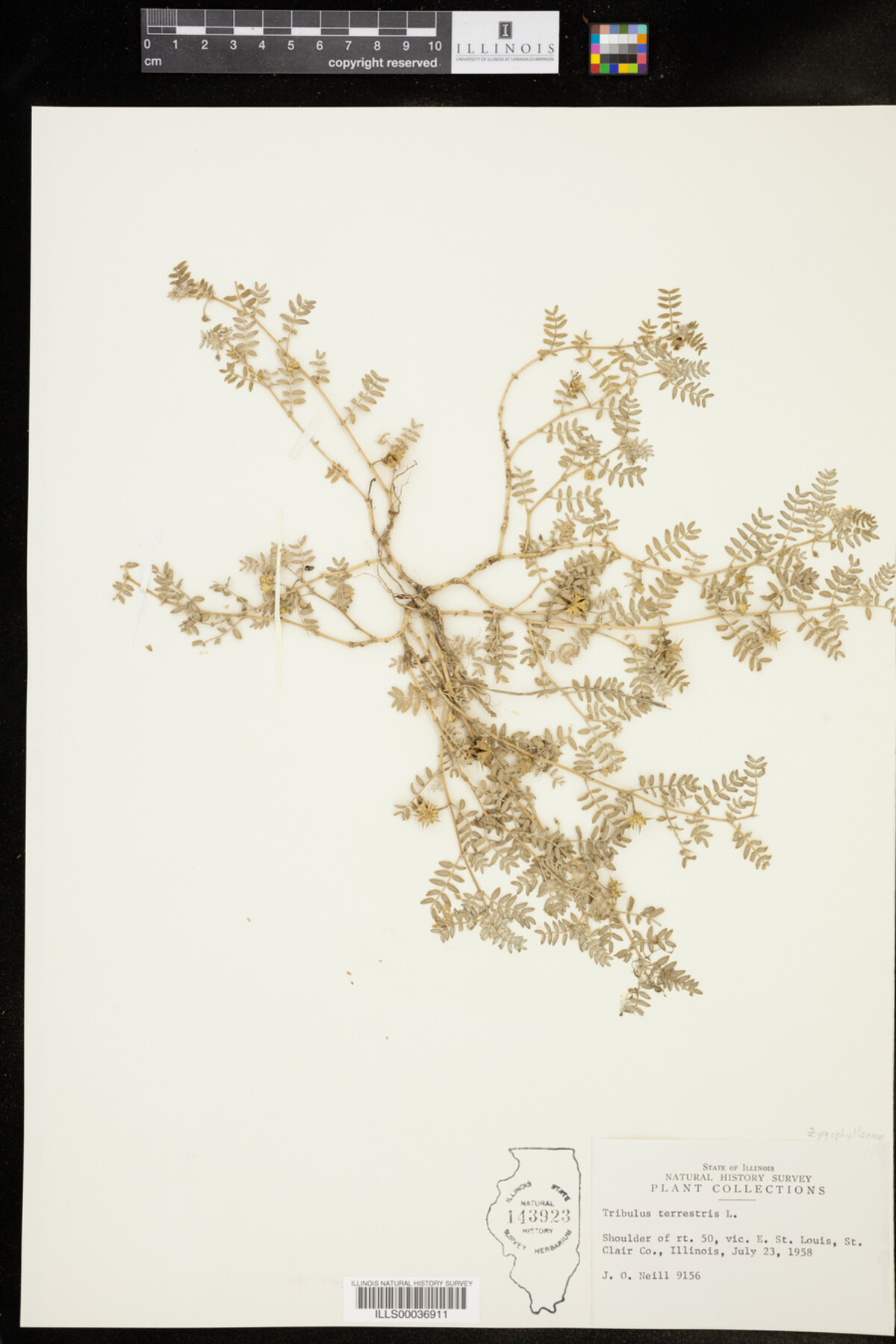 Tribulus terrestris image