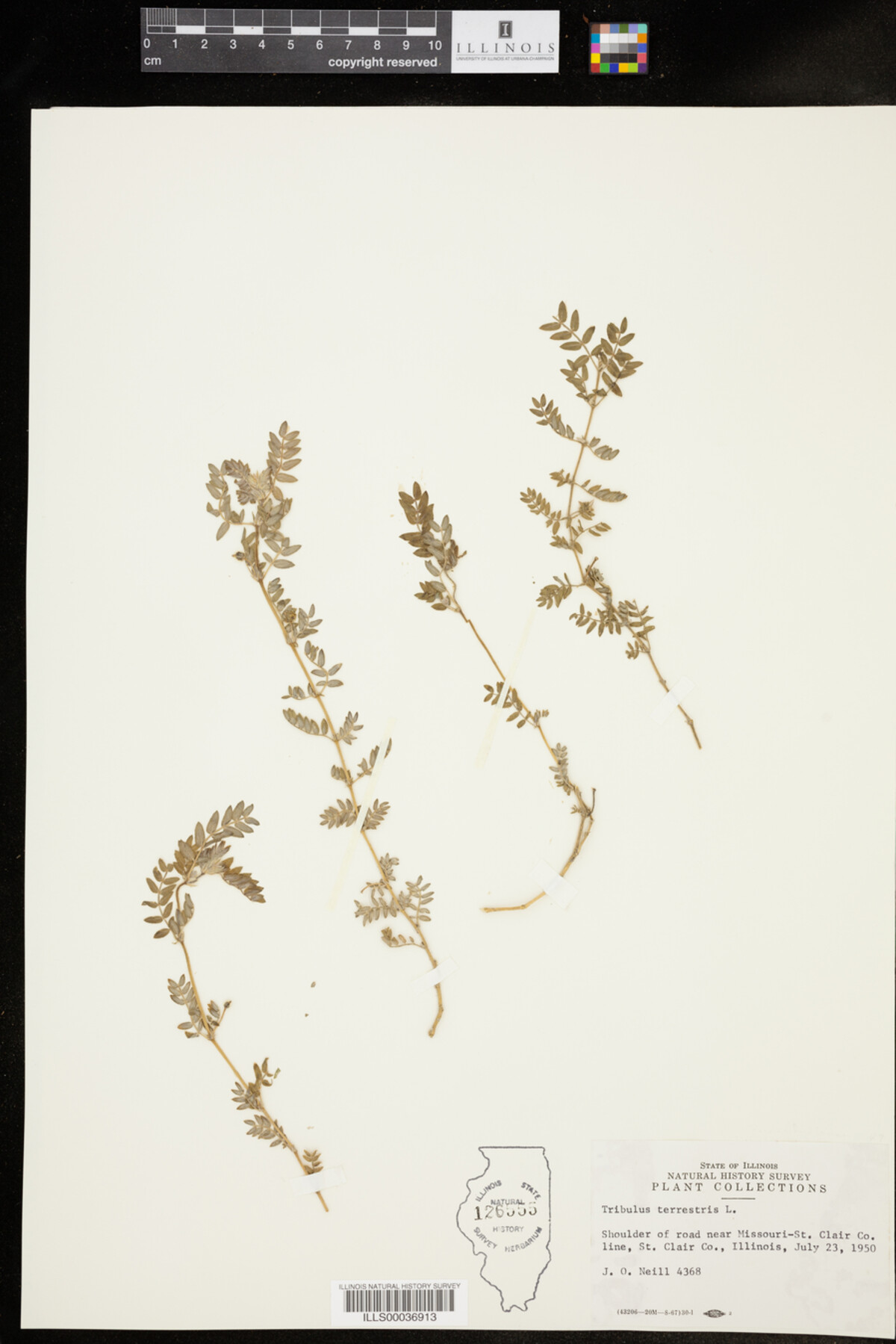 Tribulus terrestris image