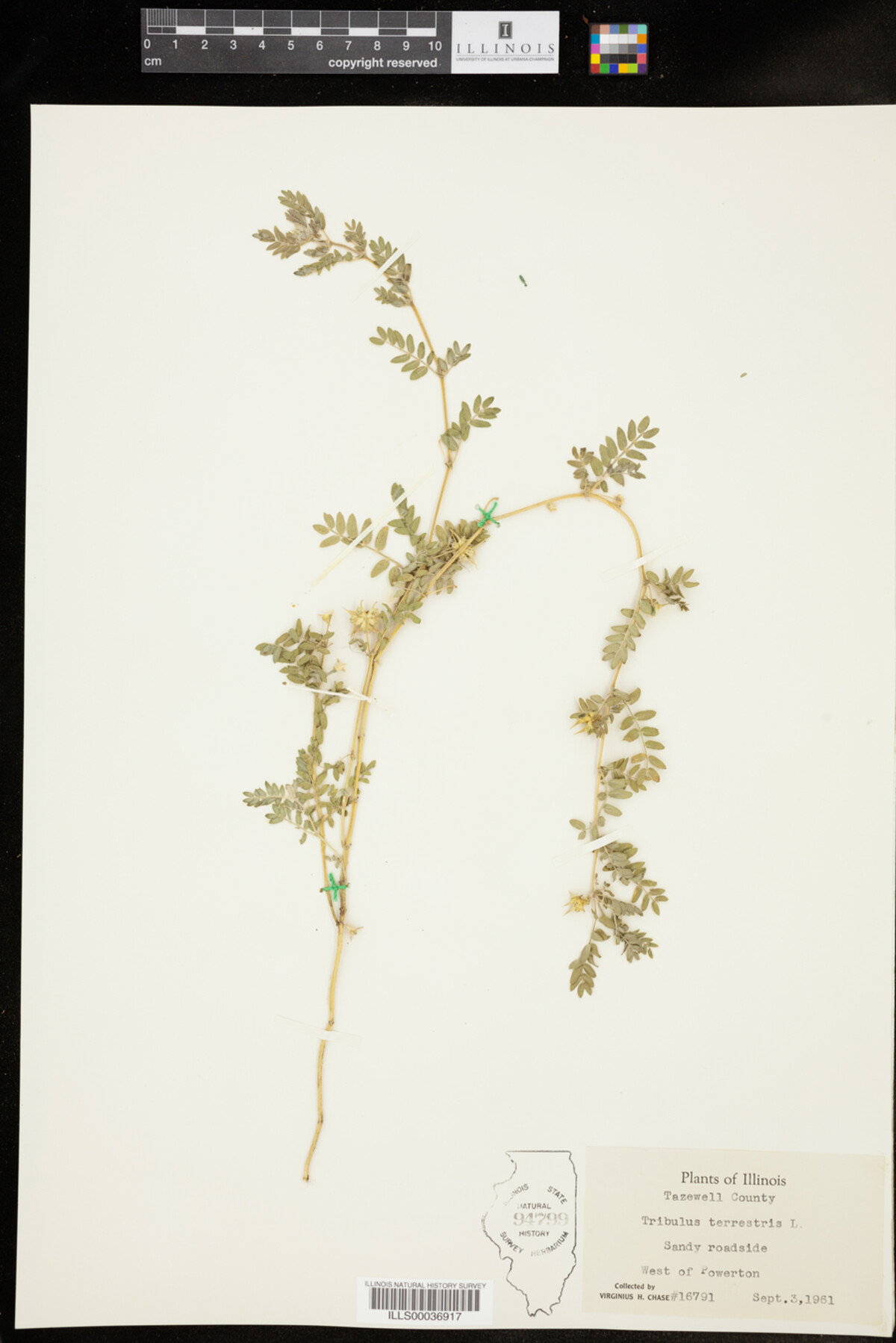 Tribulus terrestris image
