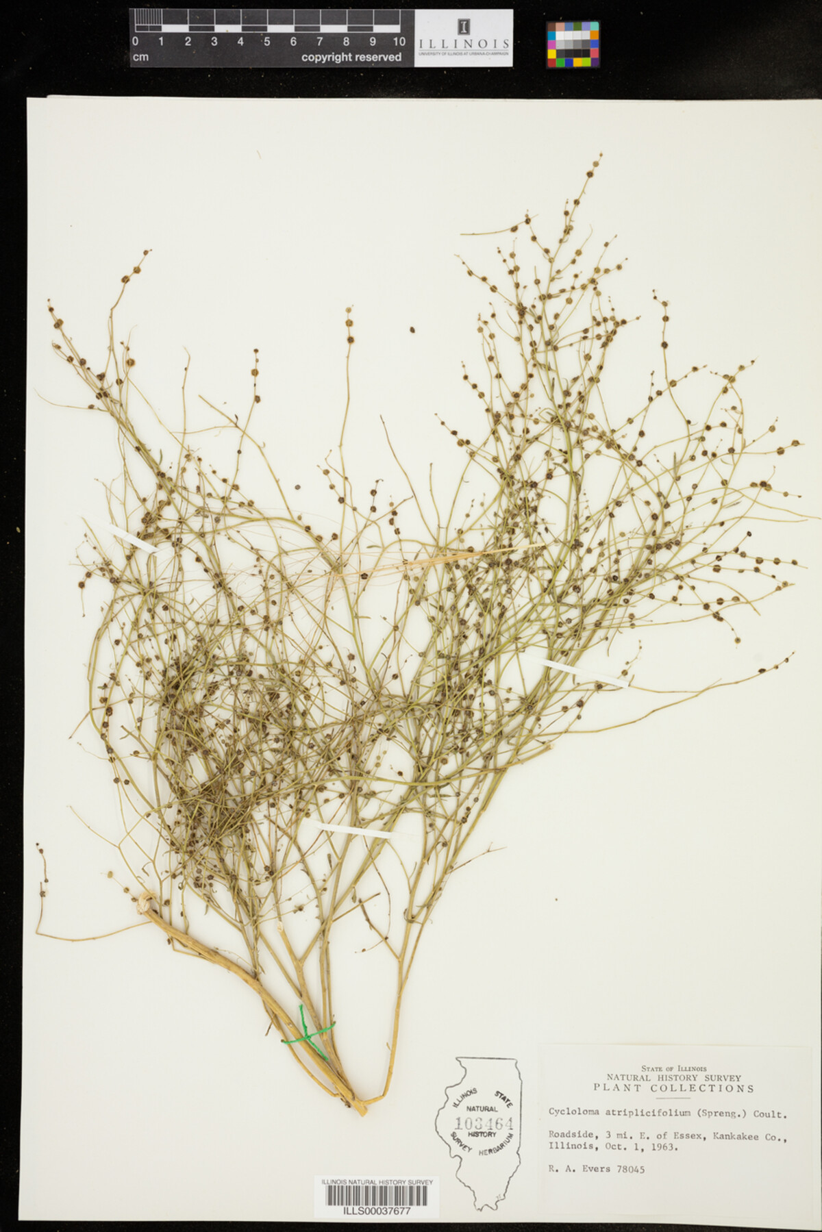 Cycloloma atriplicifolium image