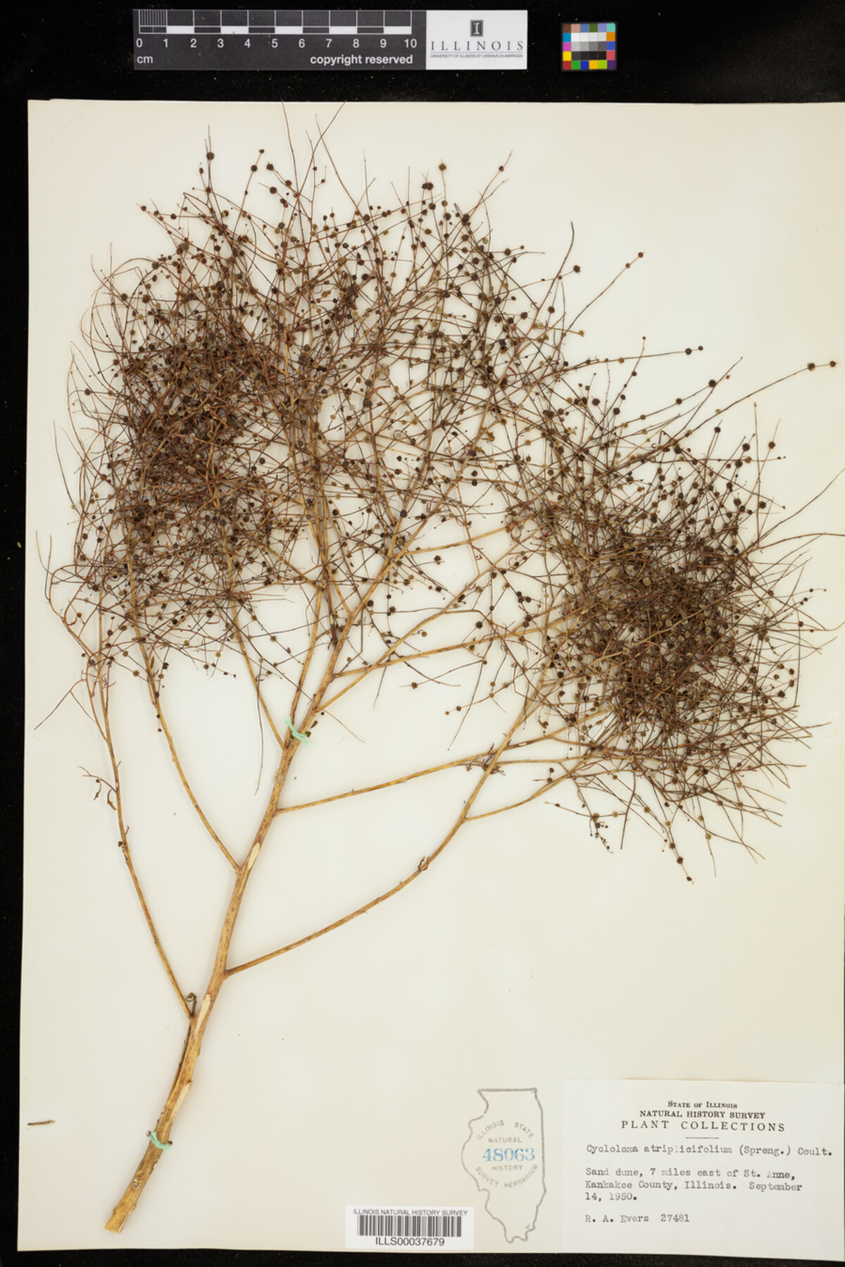 Cycloloma atriplicifolium image