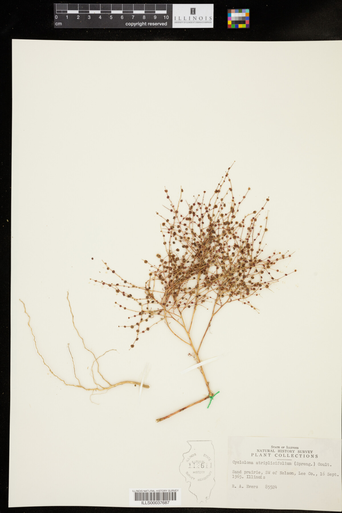 Cycloloma atriplicifolium image