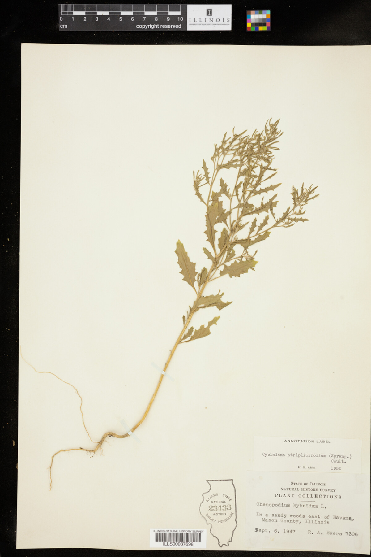 Cycloloma atriplicifolium image
