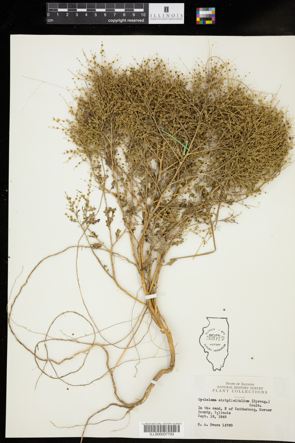 Cycloloma atriplicifolium image