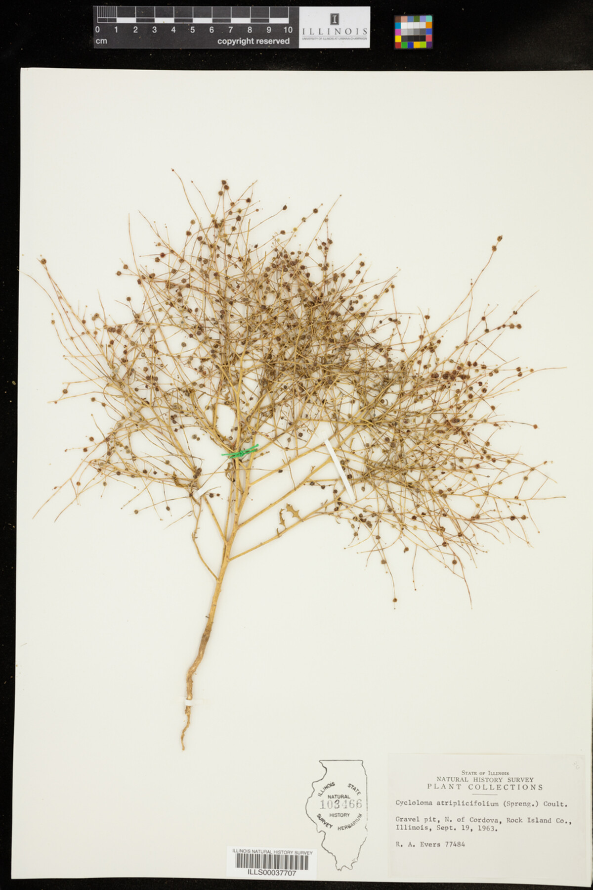 Cycloloma atriplicifolium image