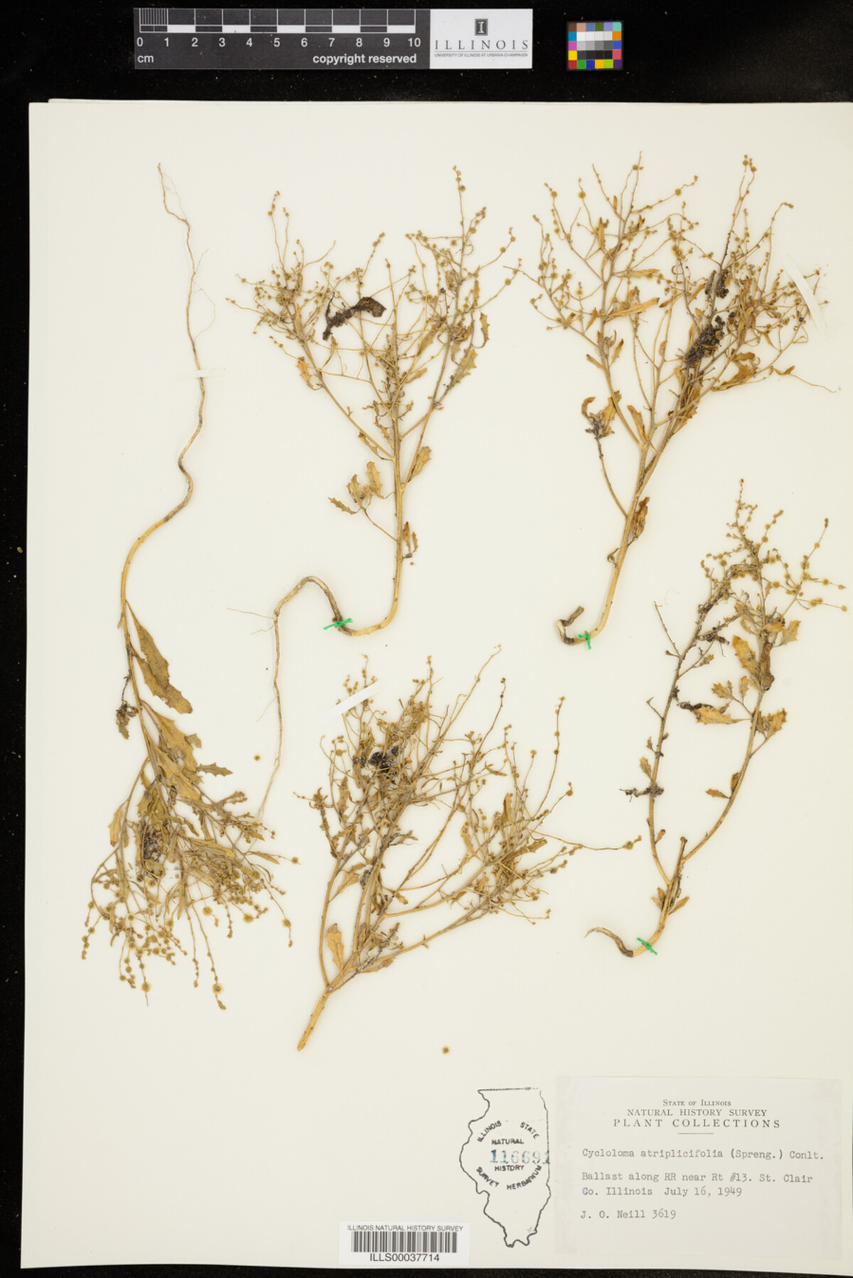 Cycloloma atriplicifolium image