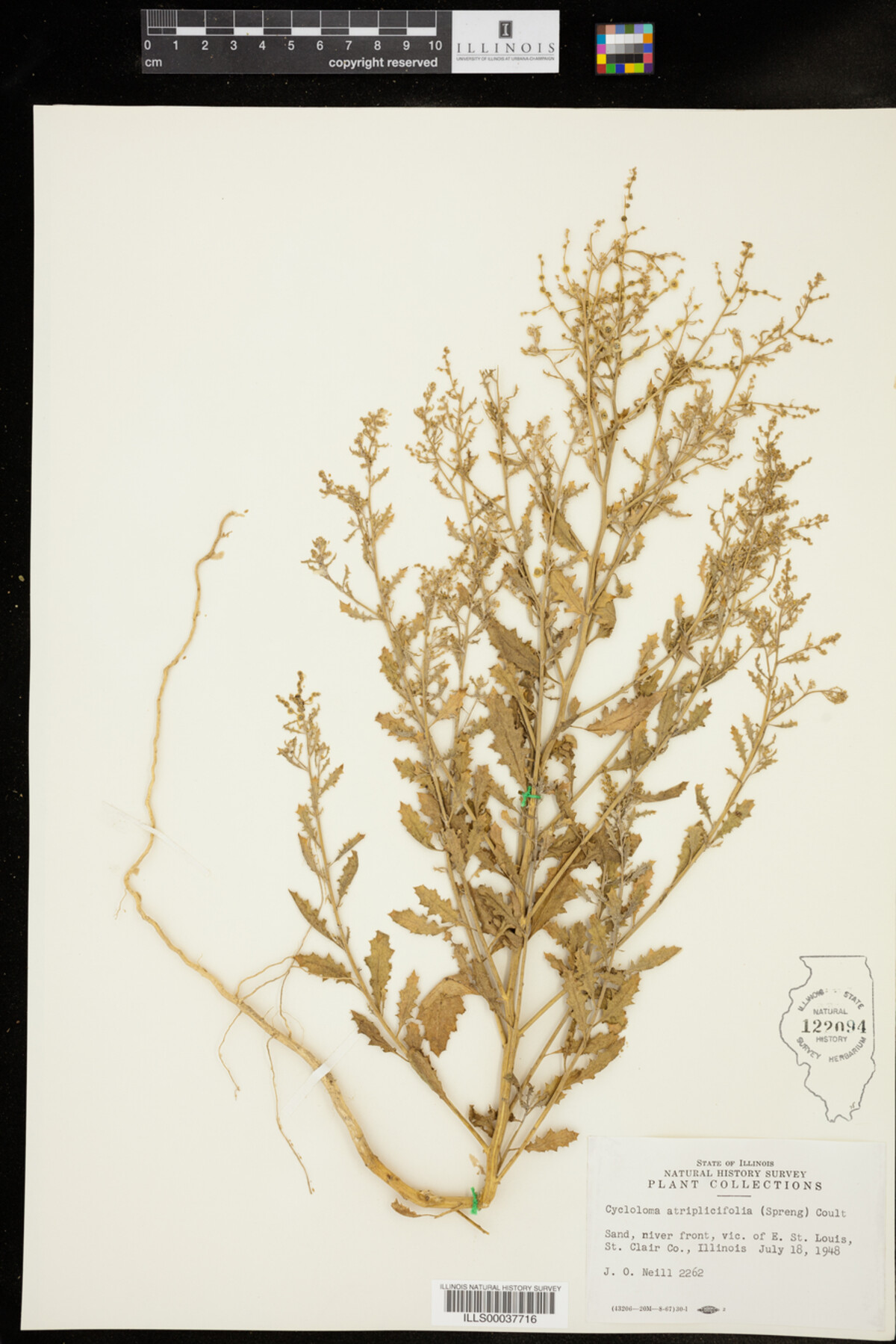 Cycloloma atriplicifolium image
