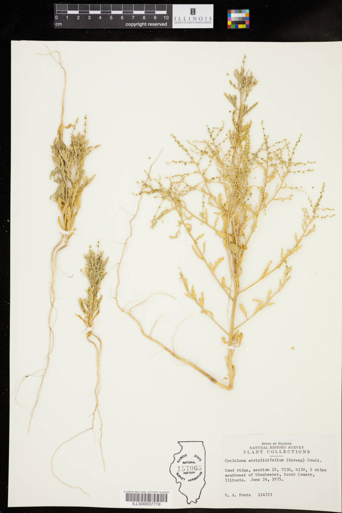 Cycloloma image