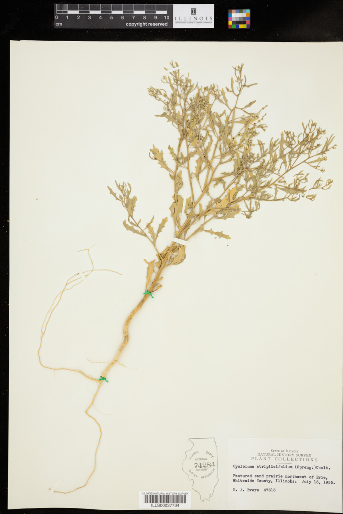 Cycloloma atriplicifolium image