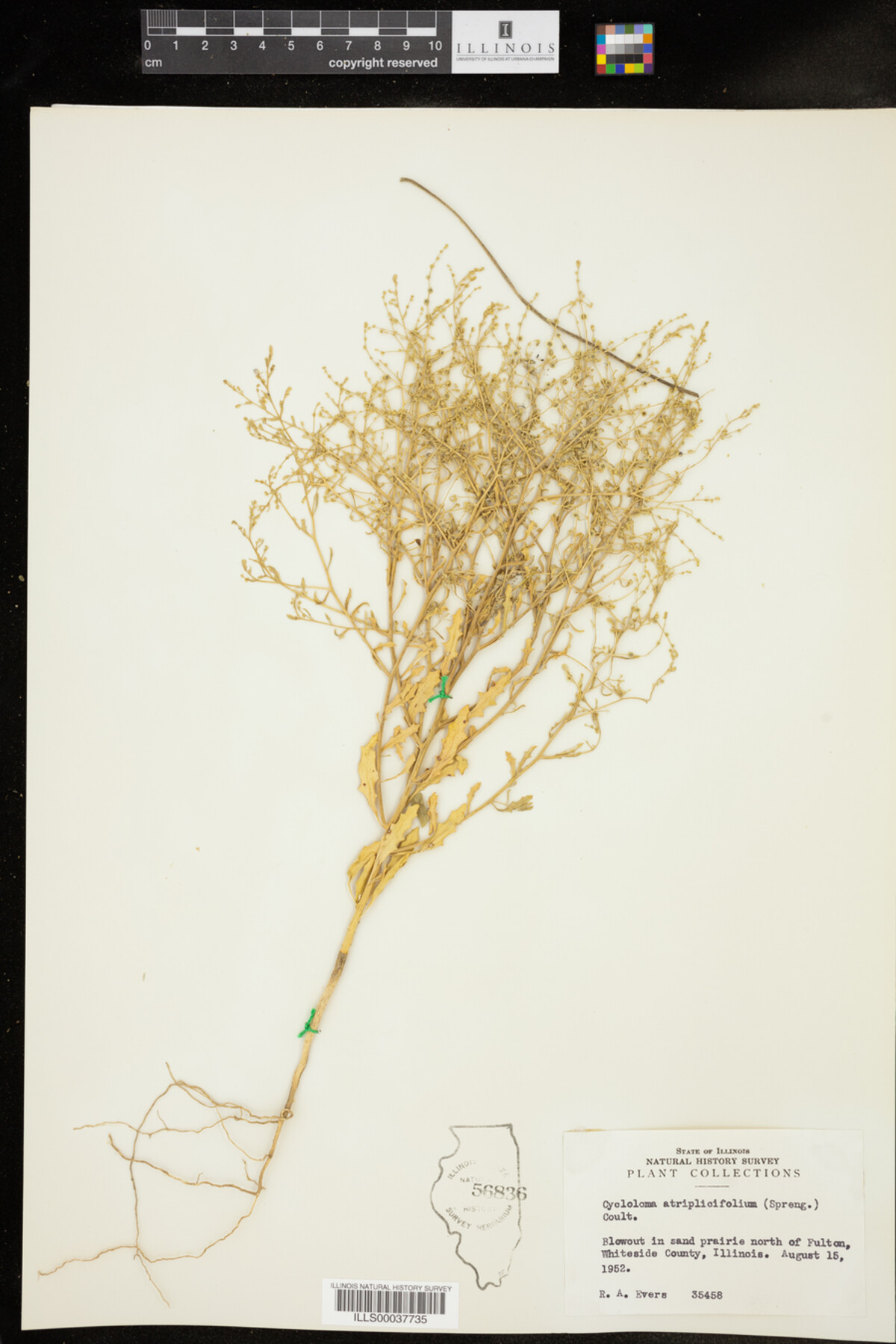 Cycloloma atriplicifolium image