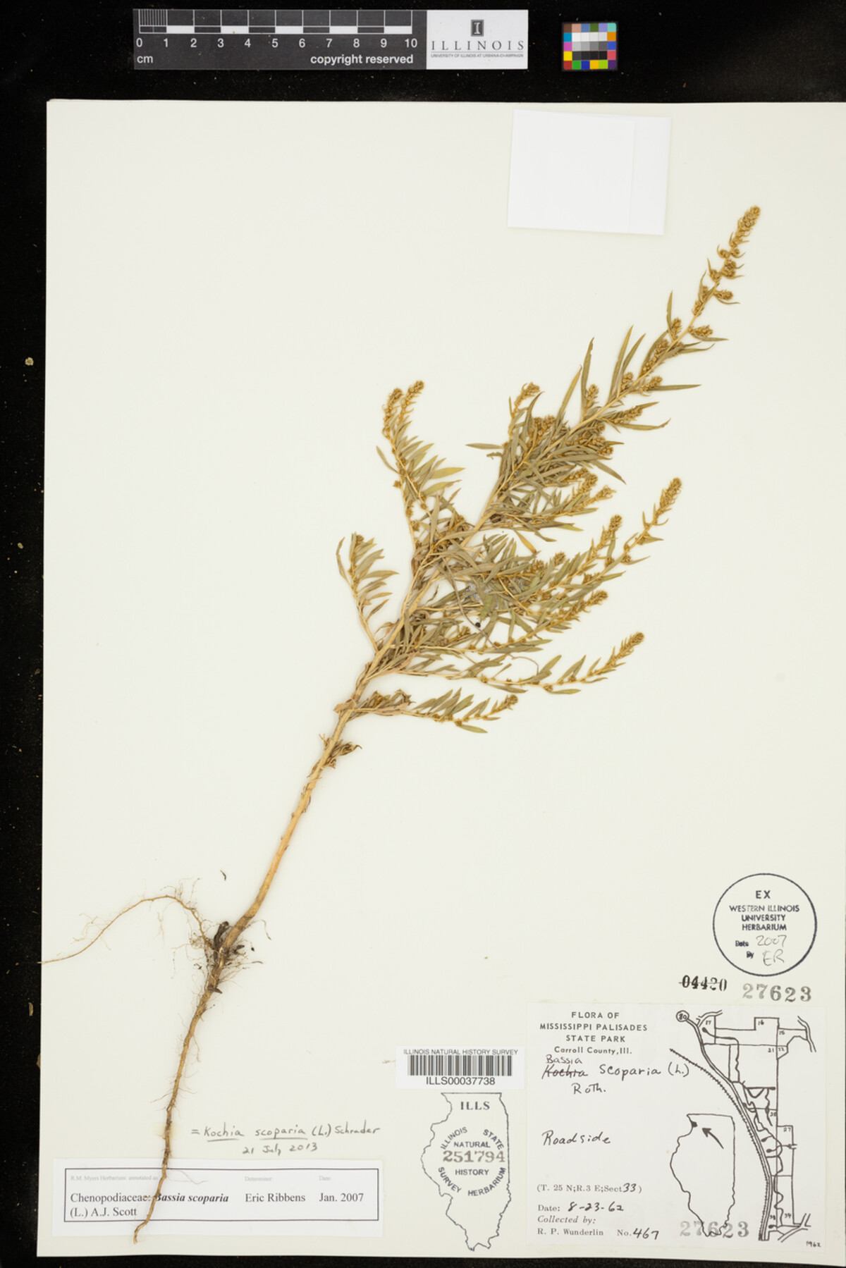 Kochia scoparia image