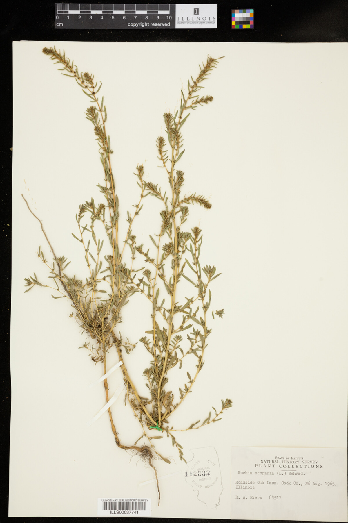Kochia image