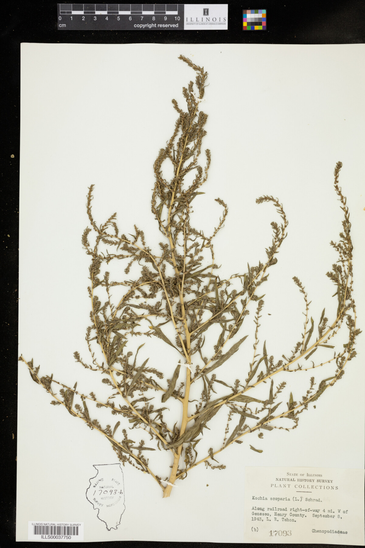 Kochia scoparia image