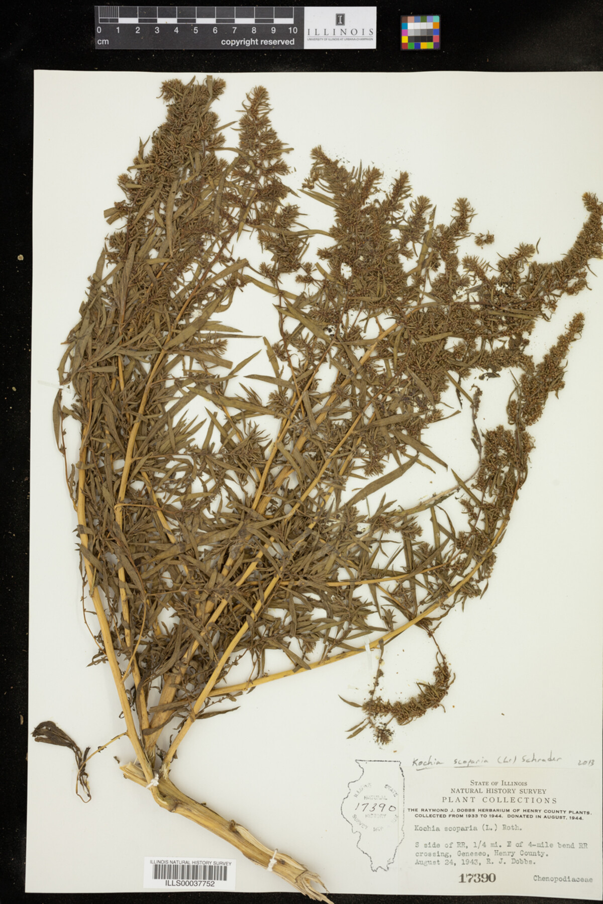 Kochia scoparia image