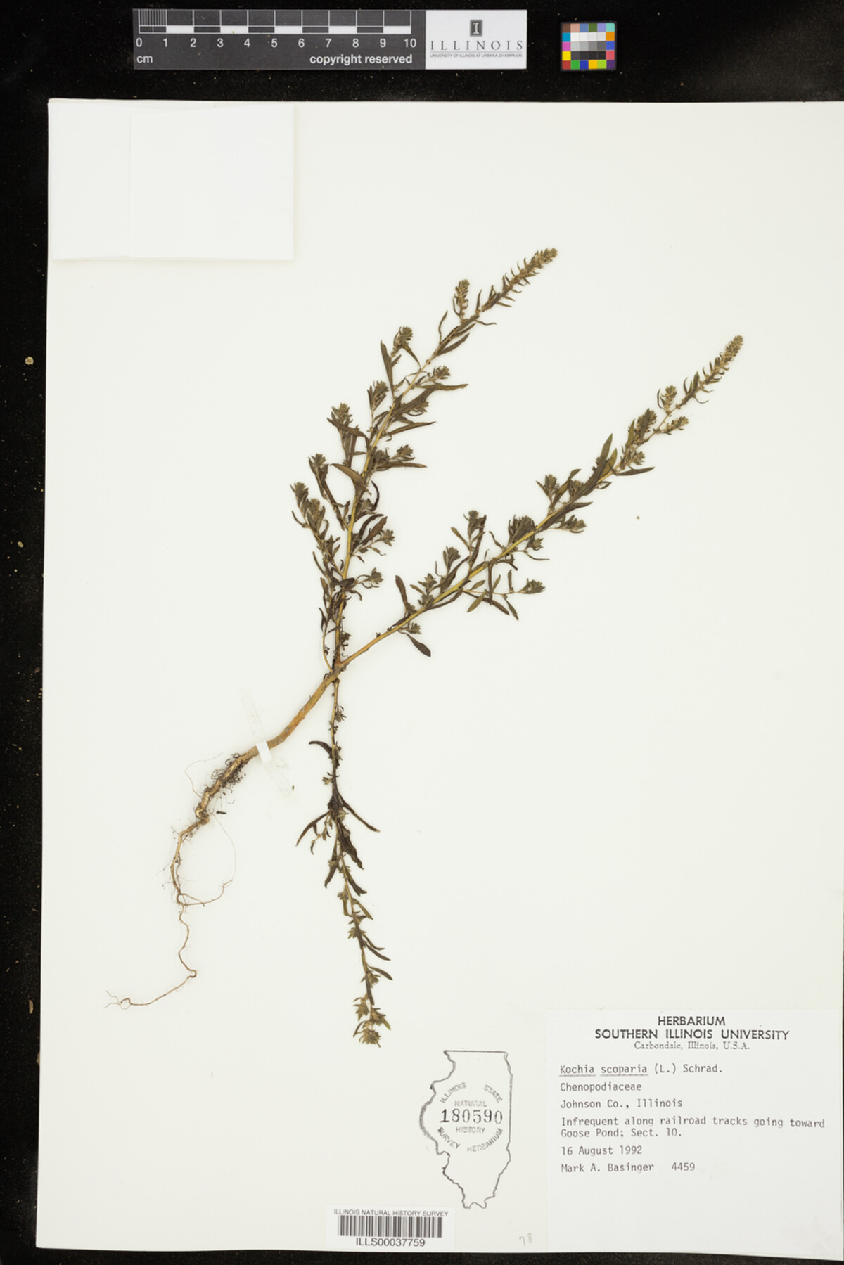 Kochia scoparia image