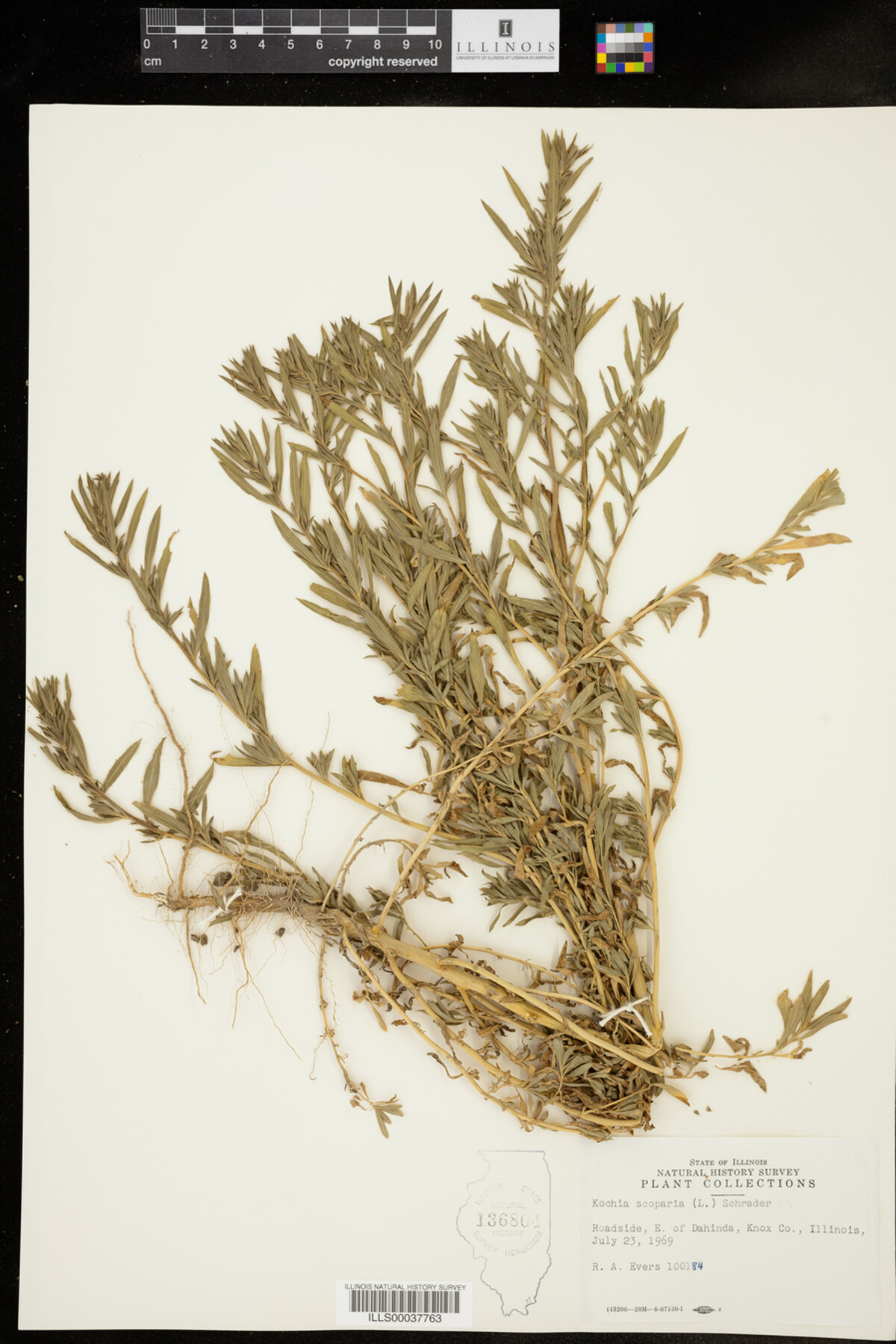 Kochia scoparia image