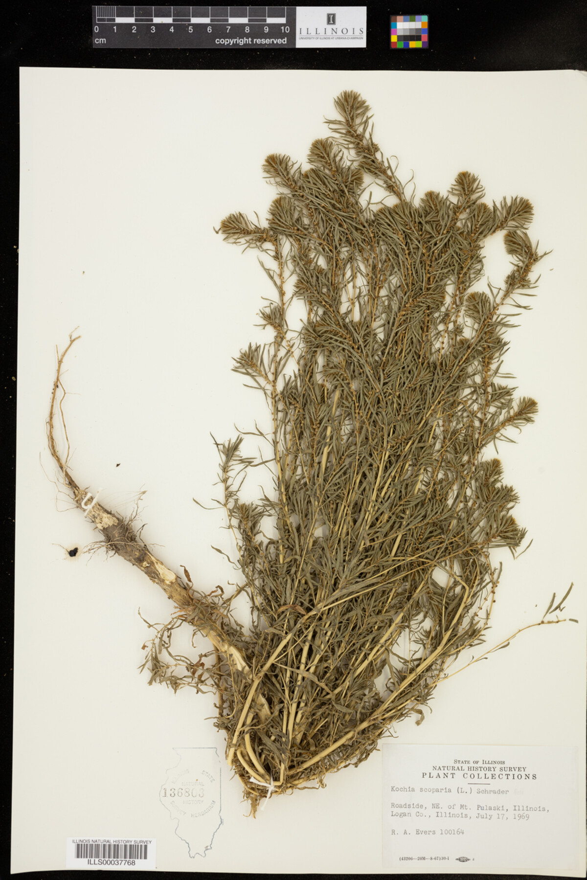 Kochia scoparia image