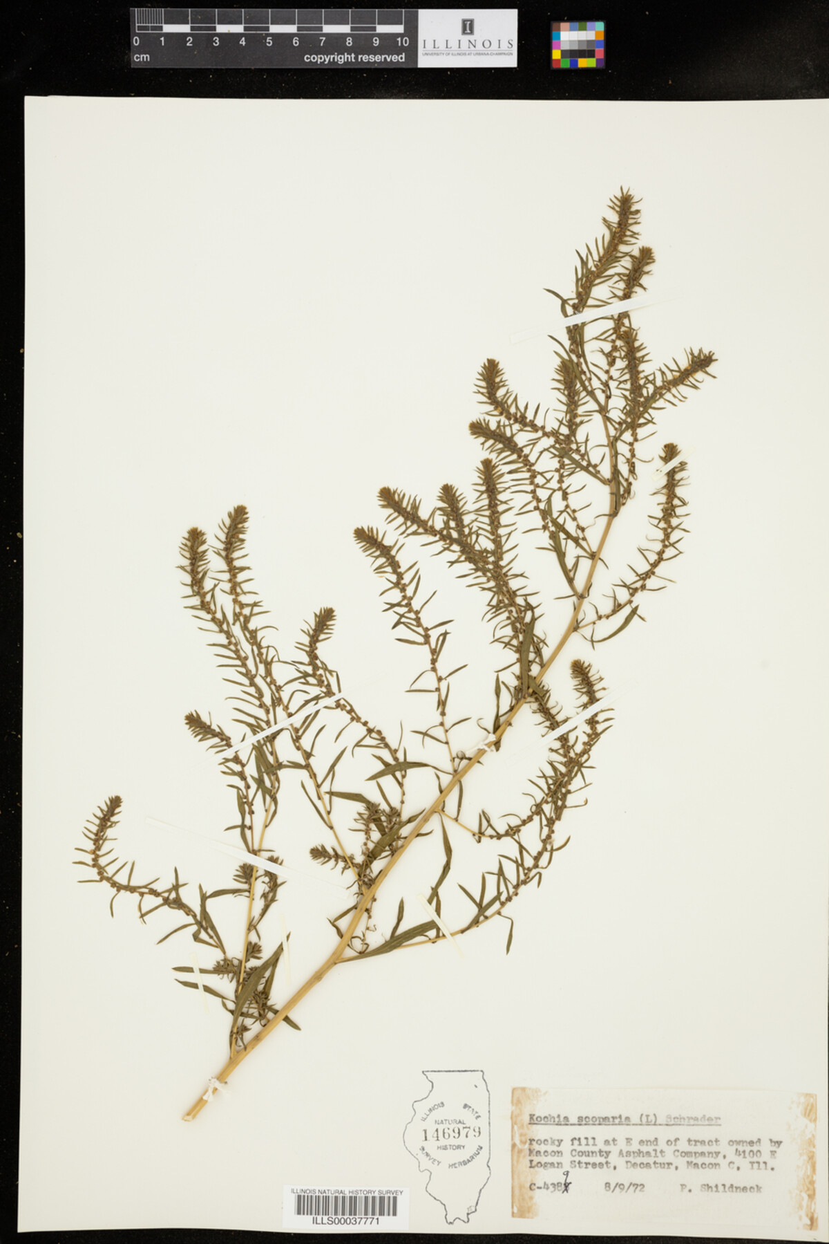 Kochia scoparia image