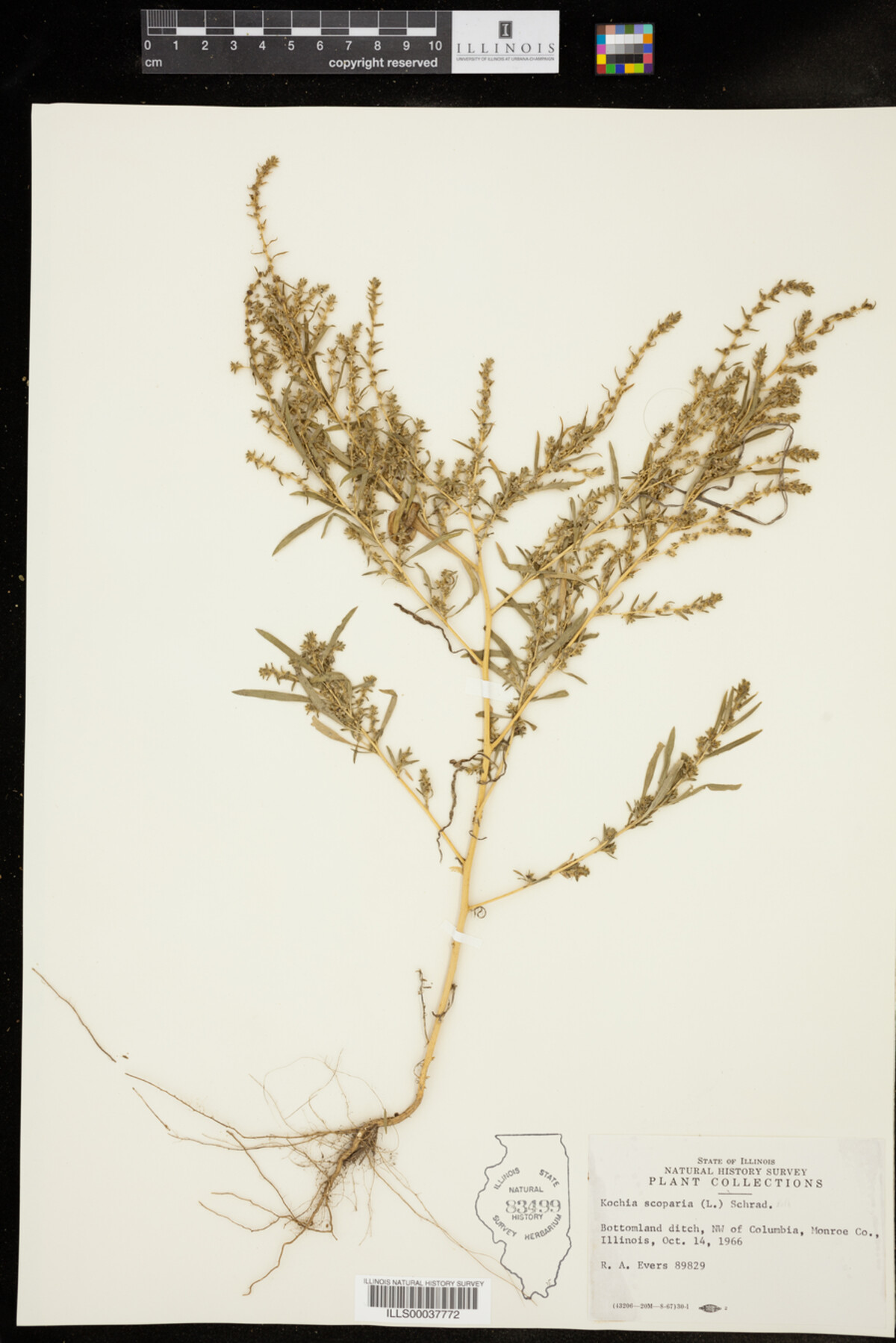 Kochia scoparia image