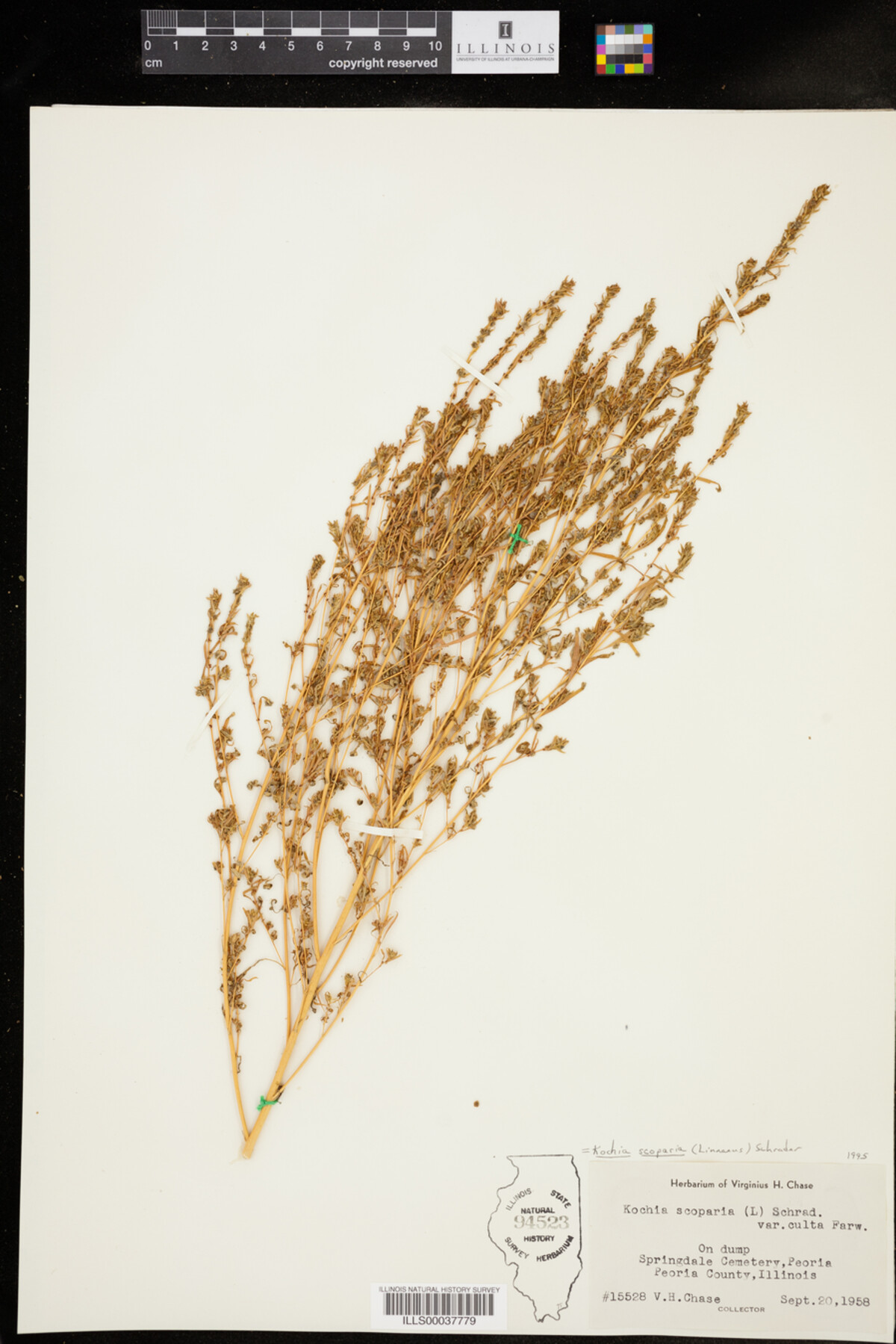 Kochia image
