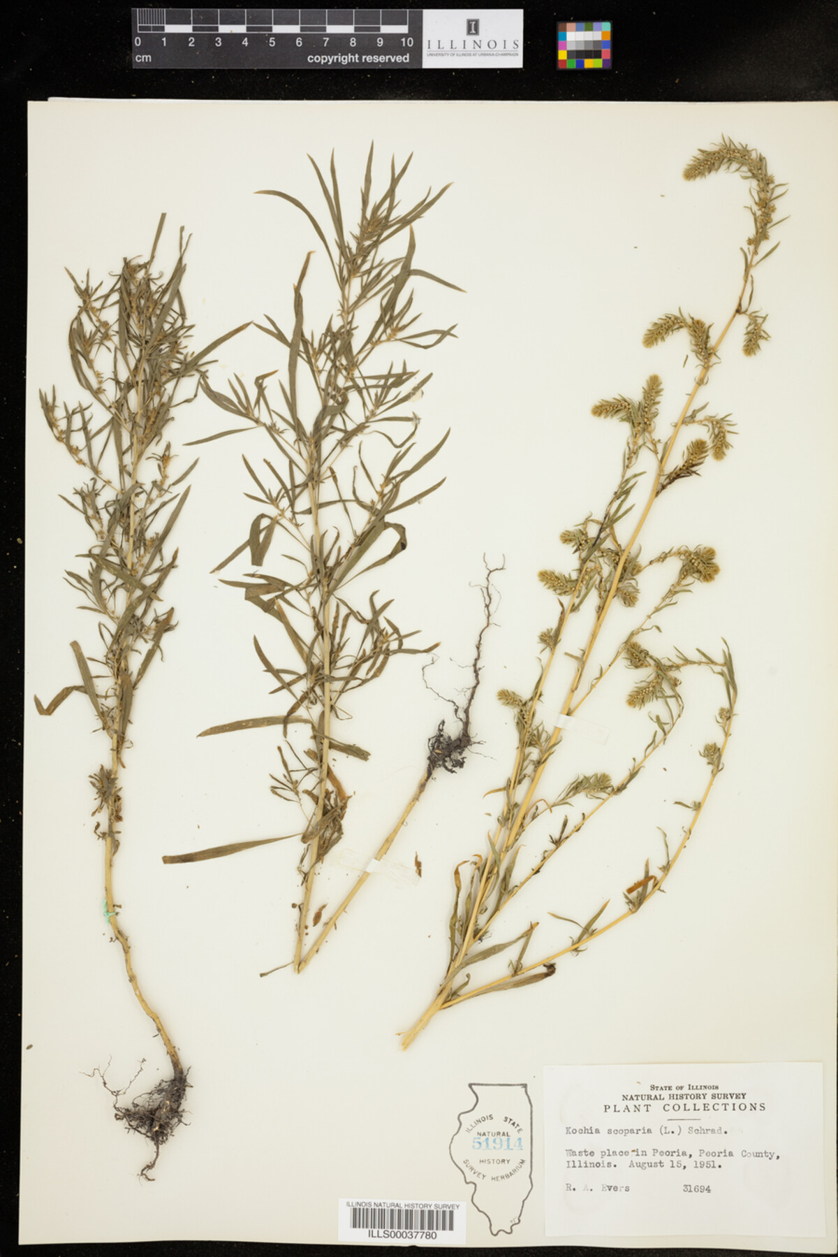 Kochia scoparia image