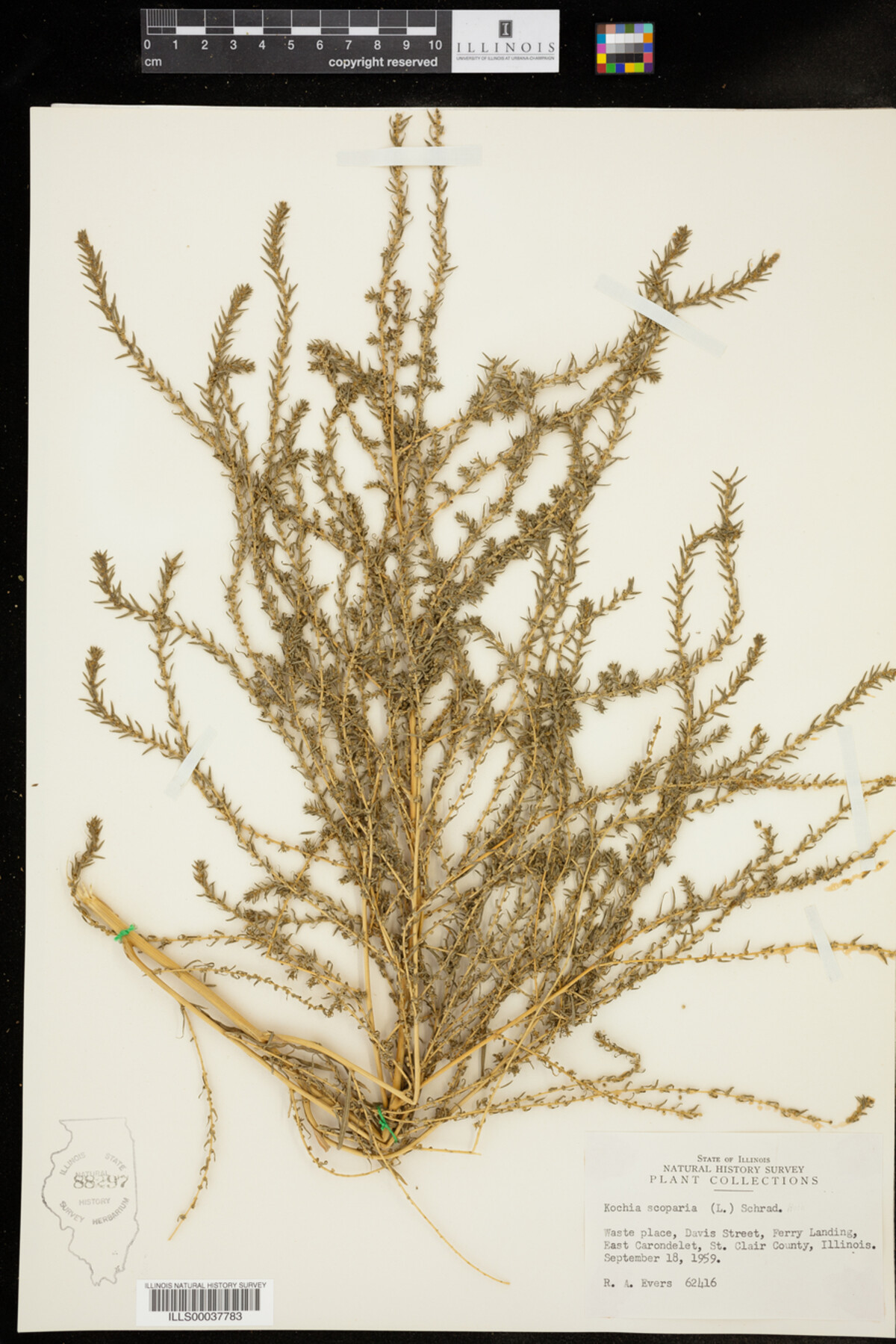 Kochia scoparia image