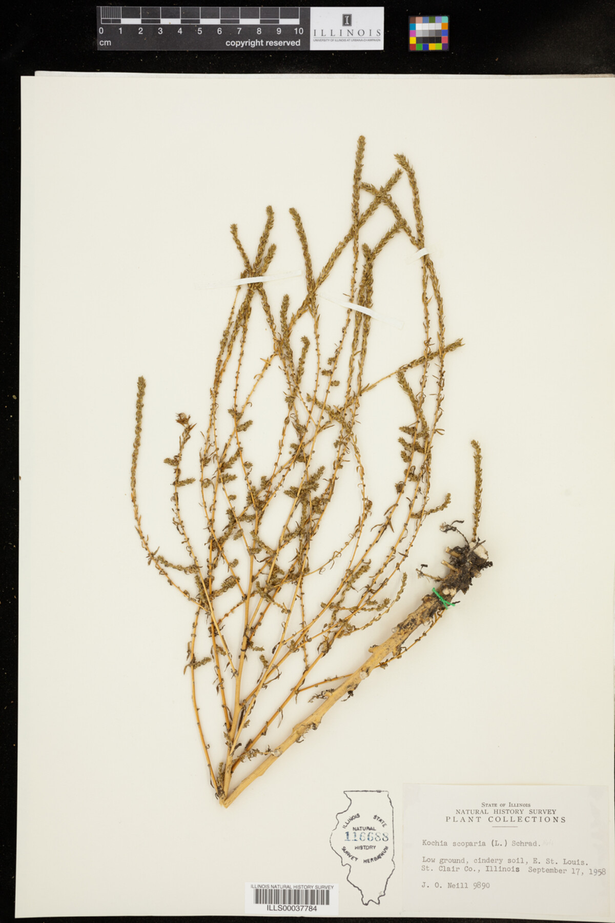 Kochia scoparia image