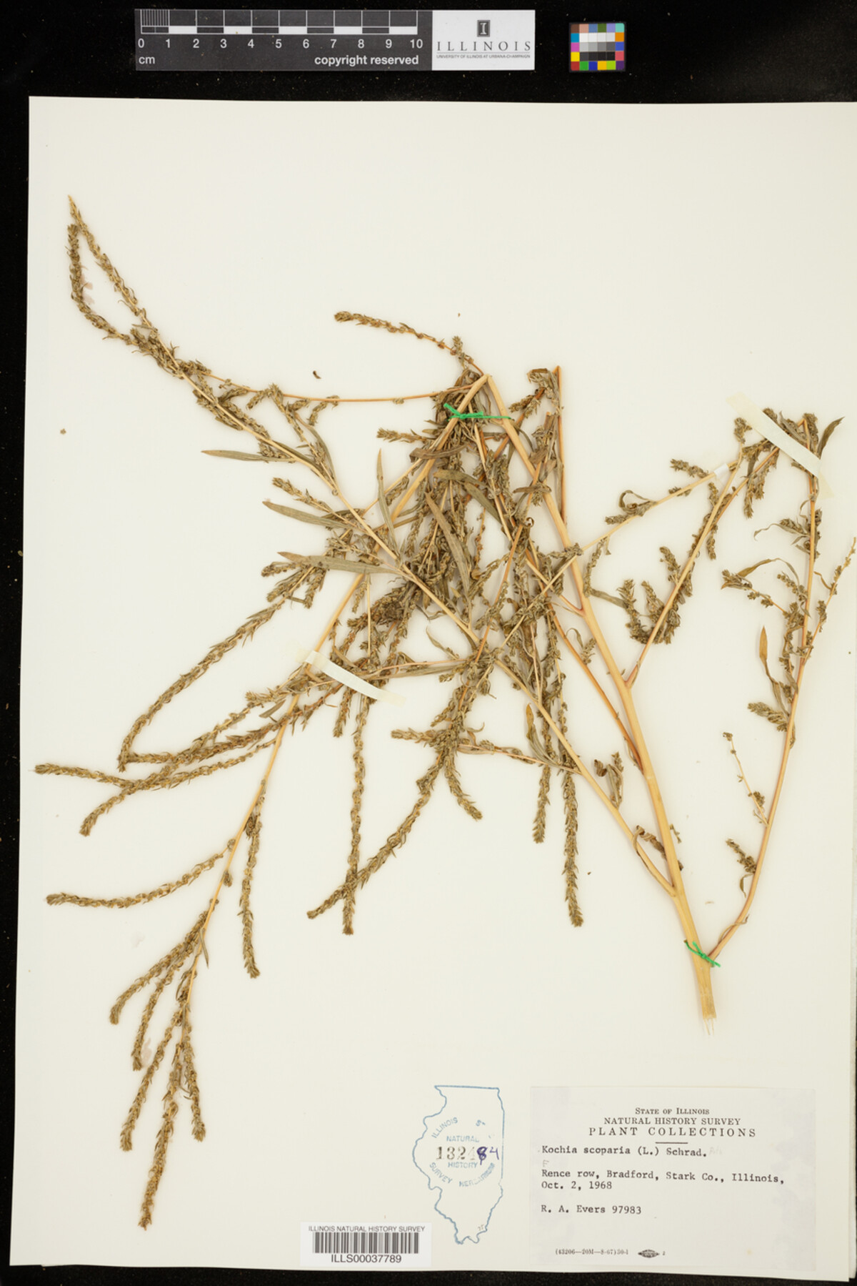 Kochia image