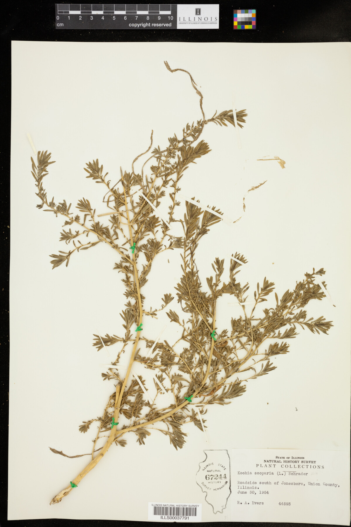 Kochia scoparia image