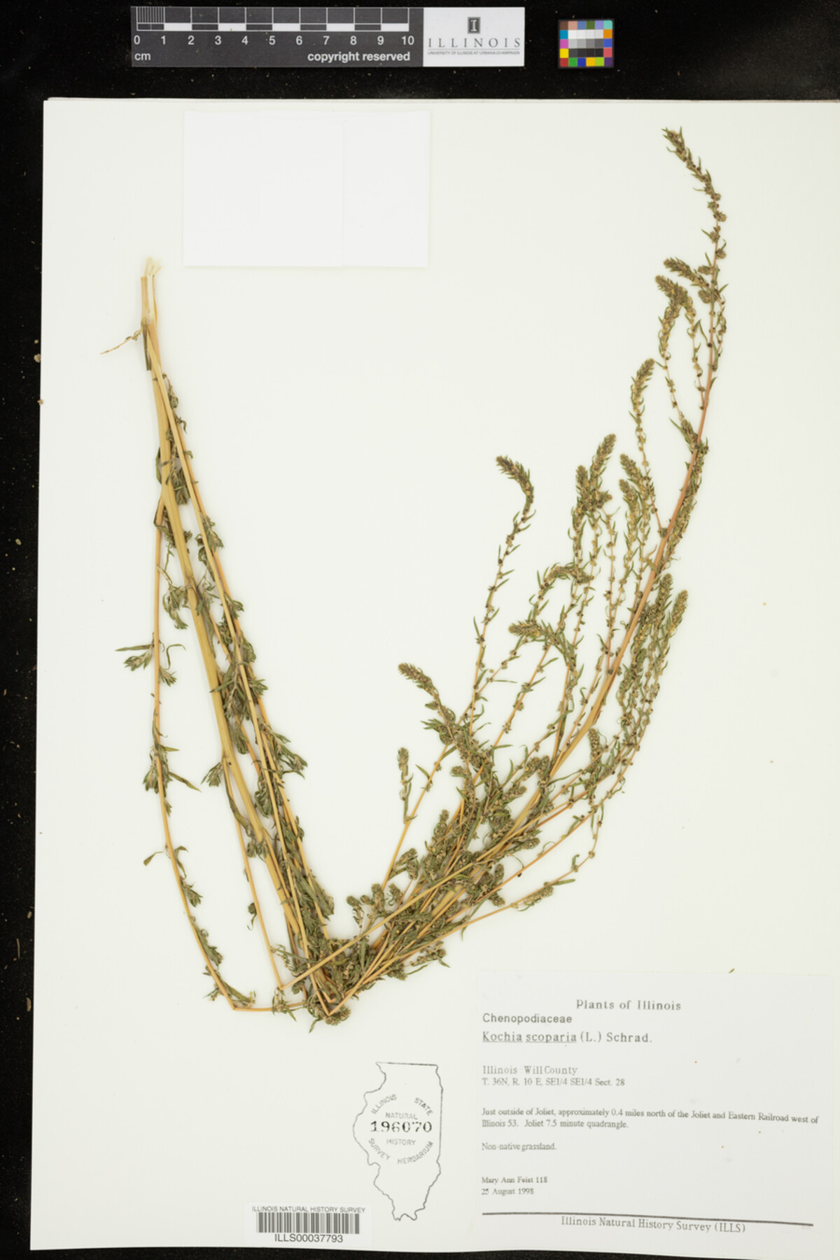 Kochia scoparia image