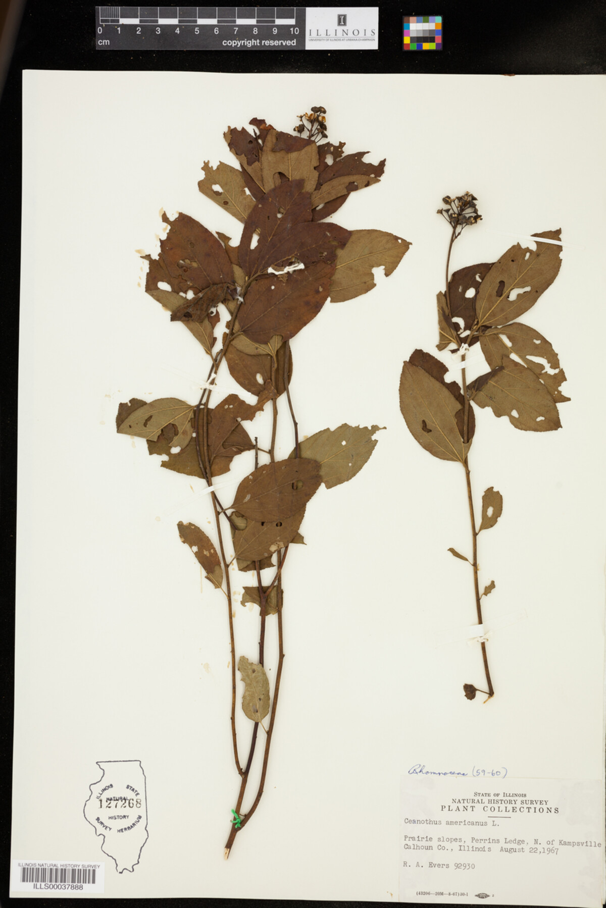 Ceanothus americanus image