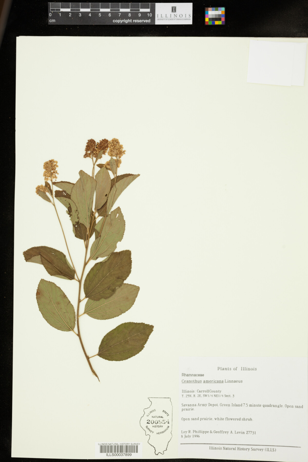 Rhamnaceae image