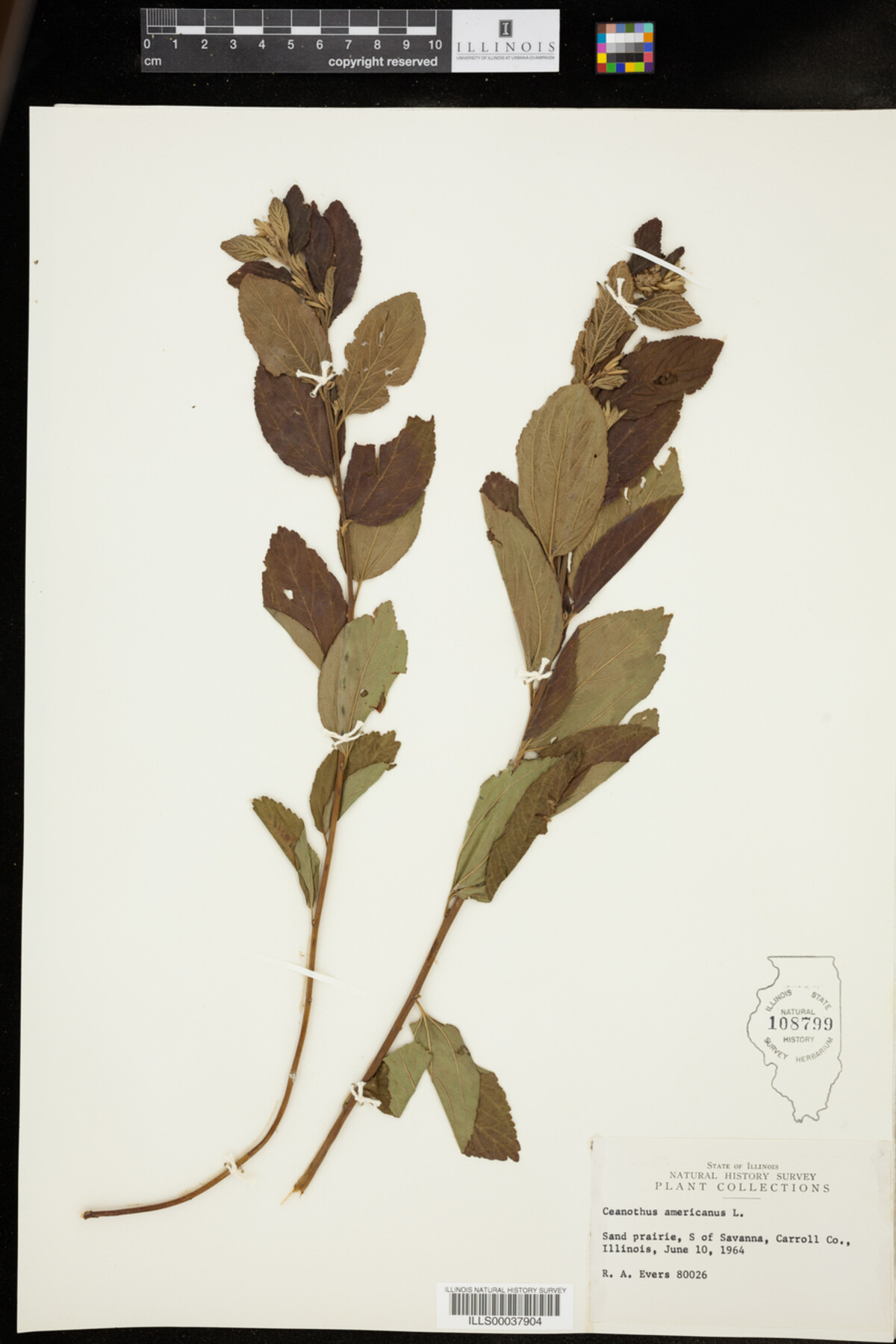 Ceanothus americanus image